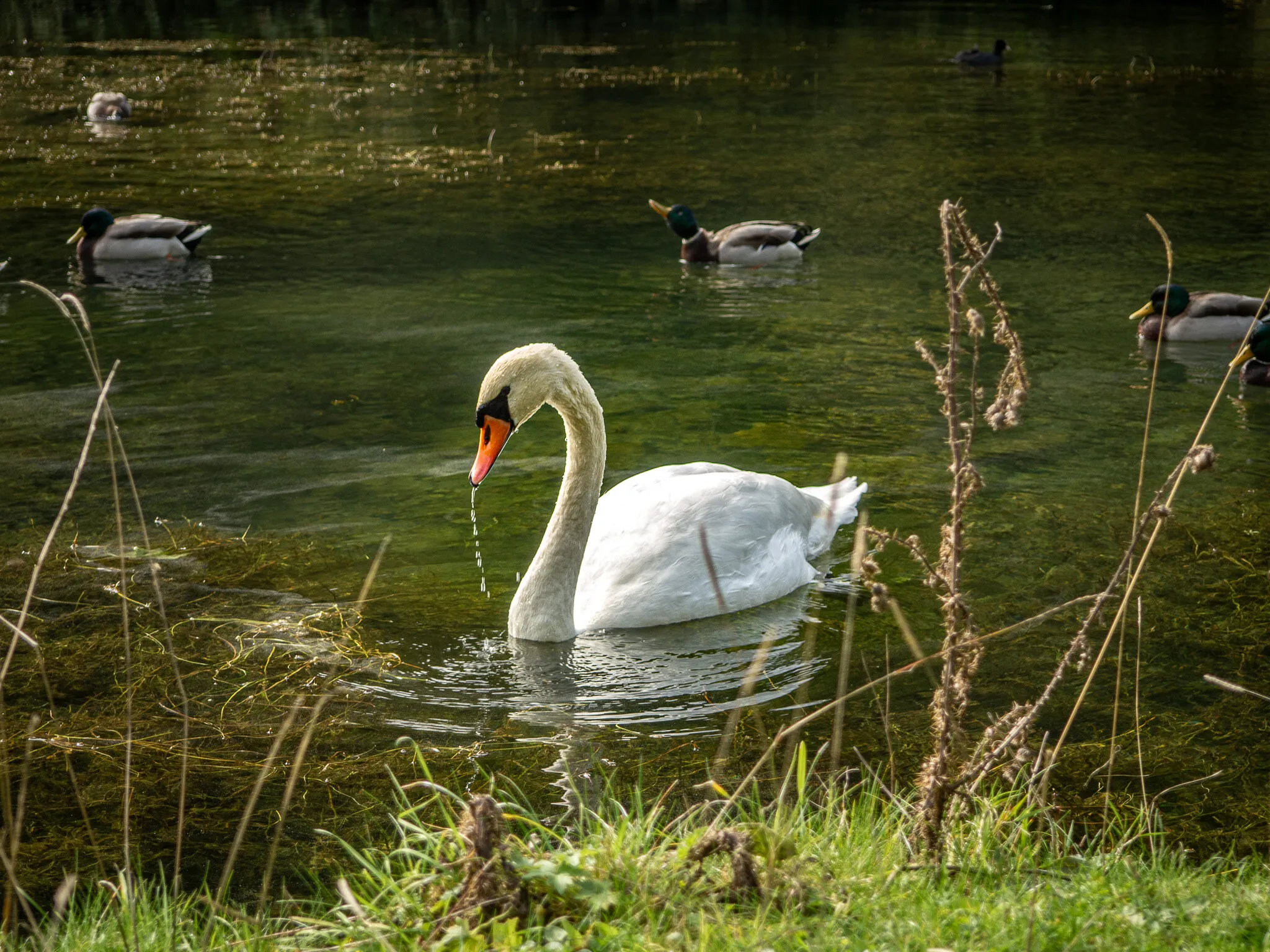 Drinking Swan