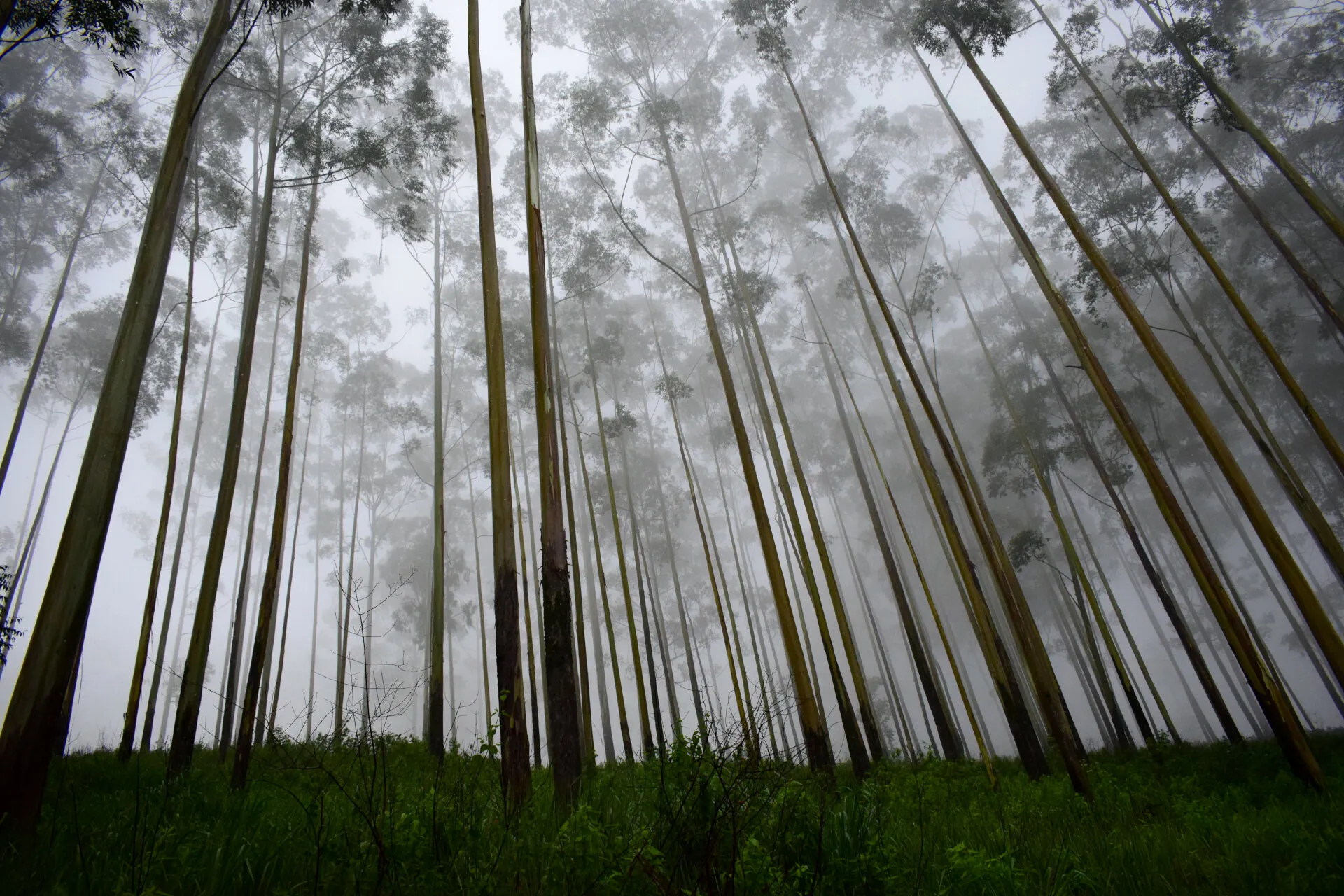 Misty Eucalyptus Forest