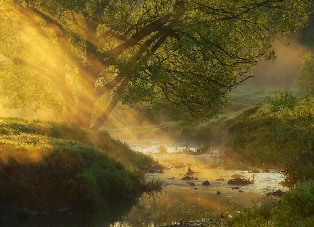golden rays