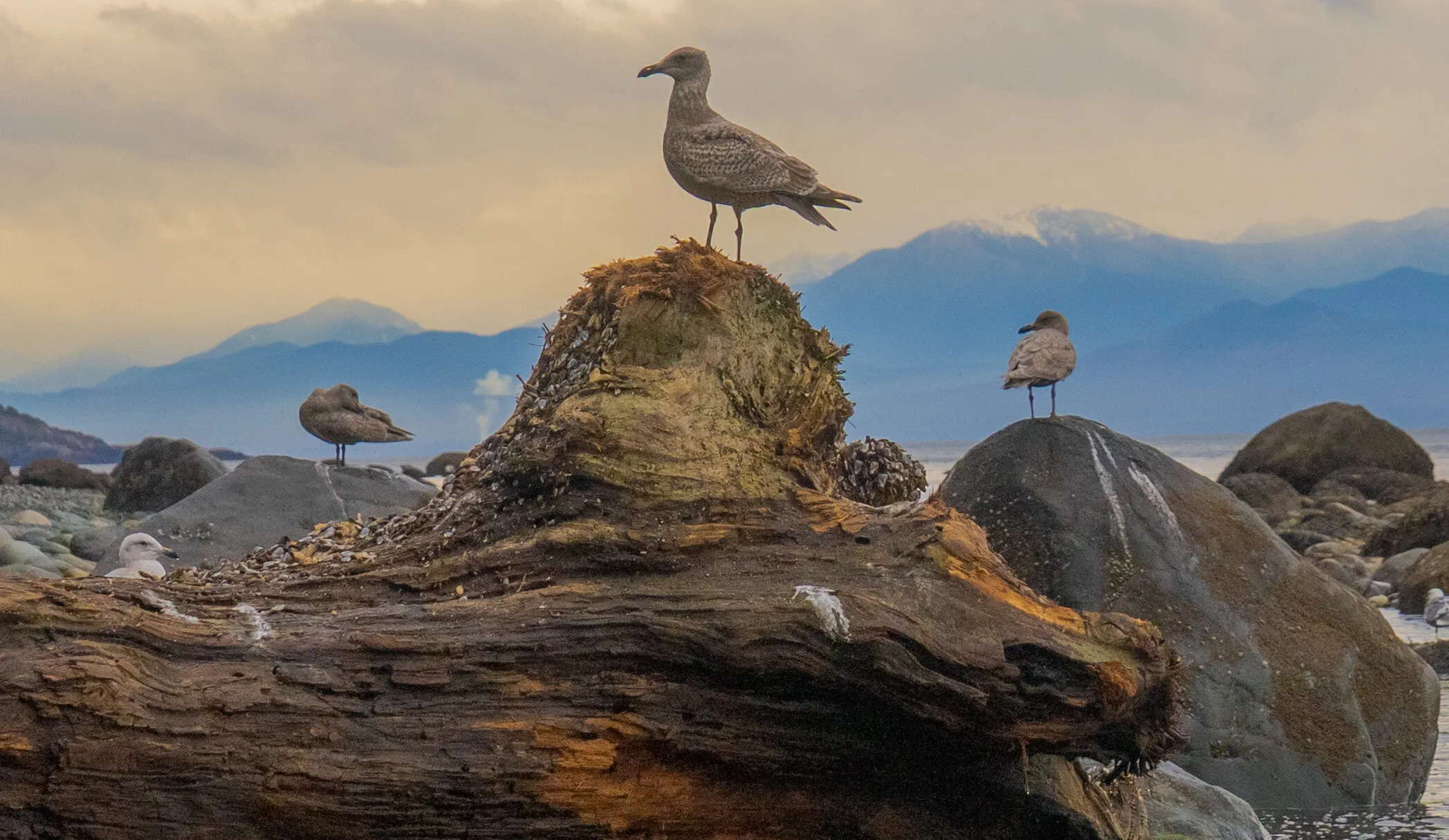 Seabirds Pose over the Strait