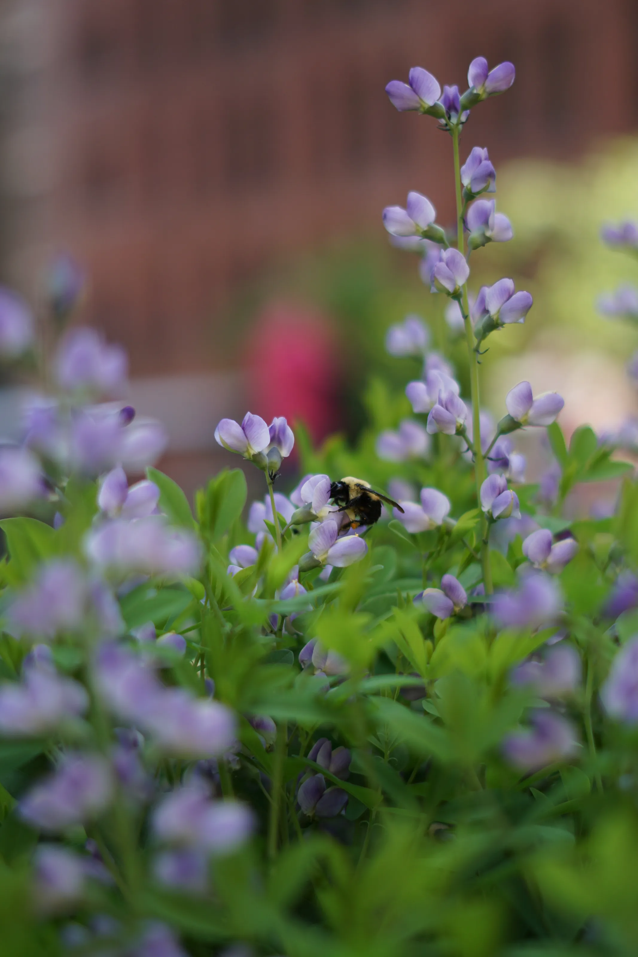 Bumblebee resting on flower