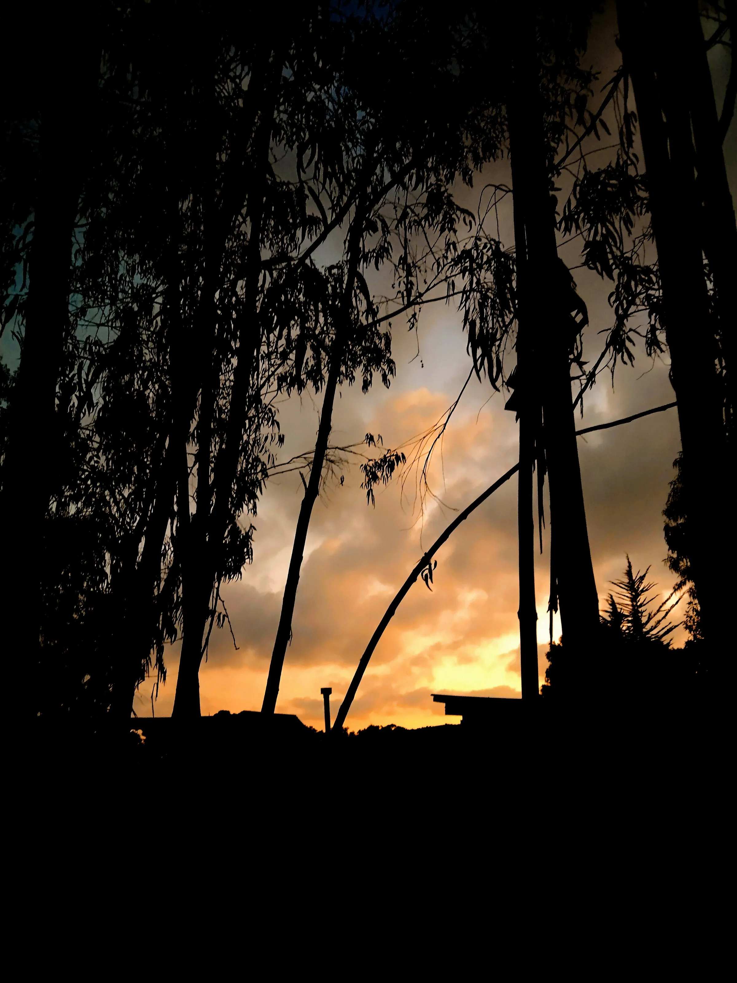 Sunset behind the forest