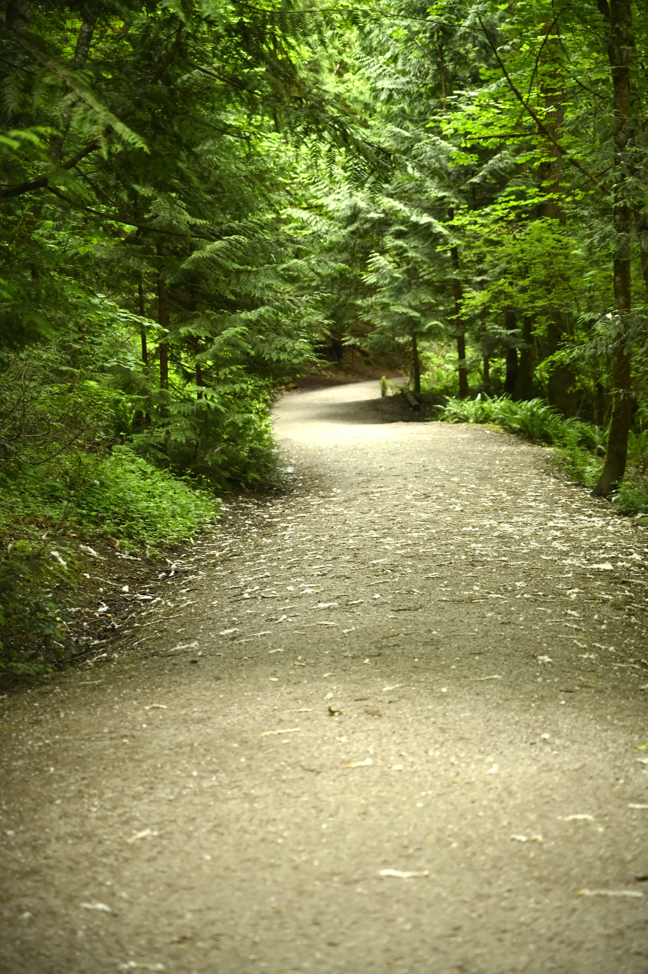 Stroll through Bellingham's trails