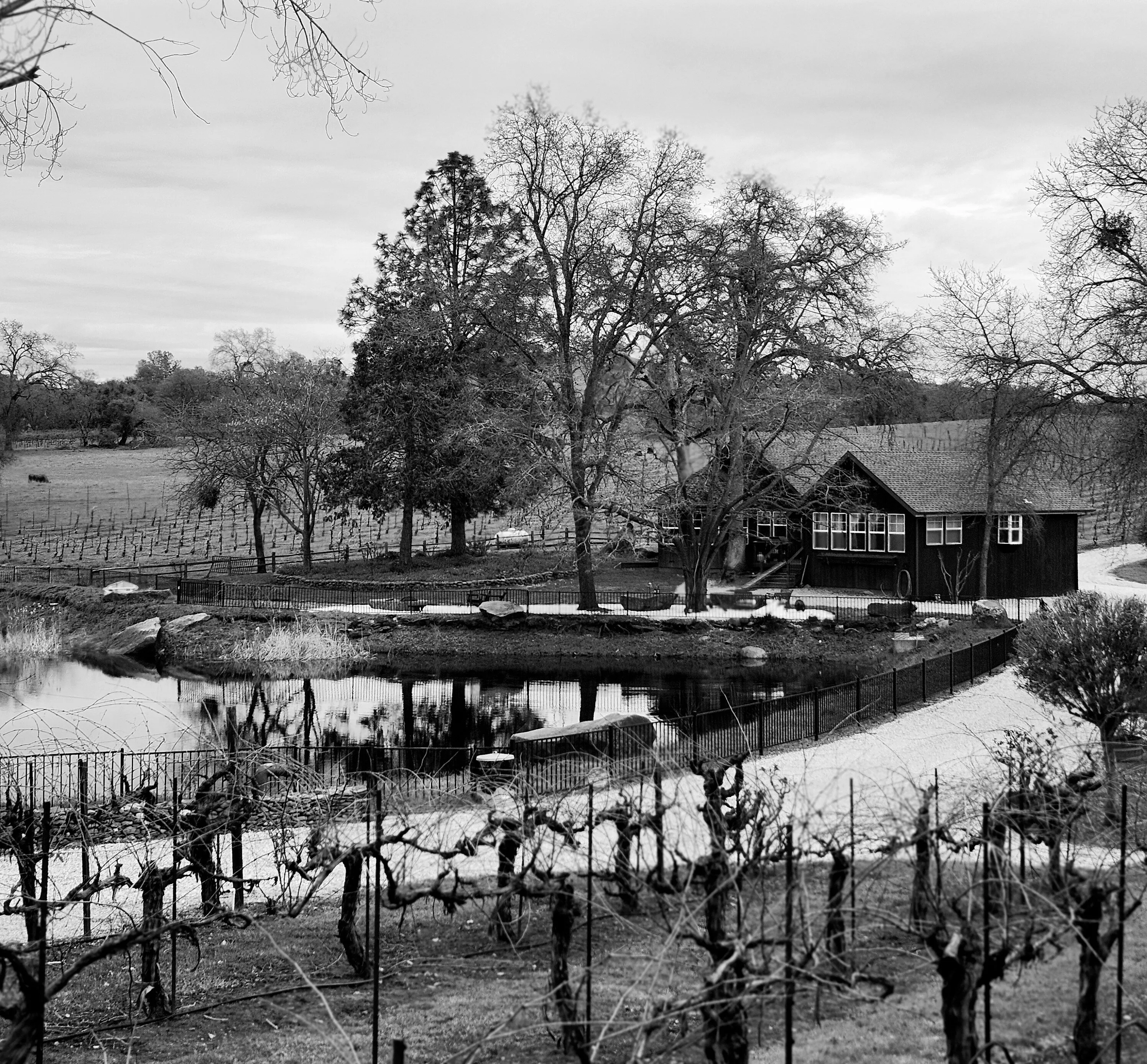 Strolling through the vineyard