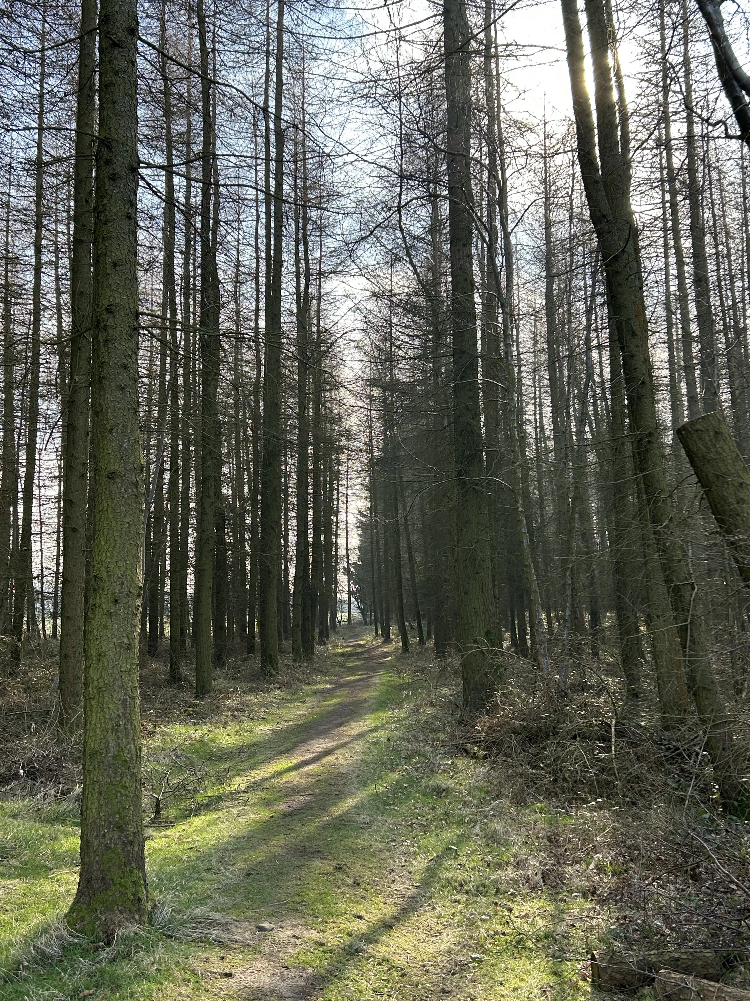 Tree walk