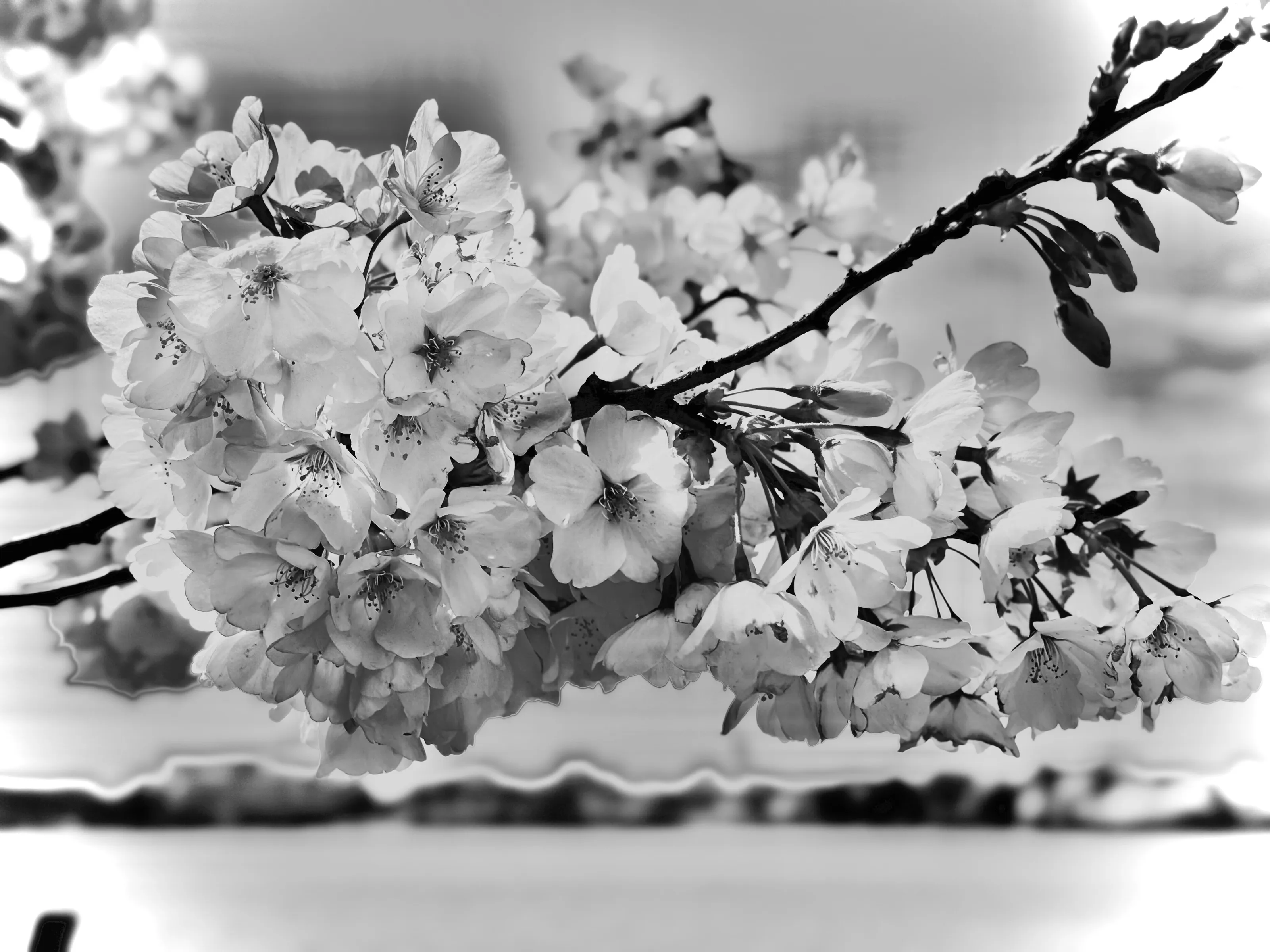 Black and White Cherry Blossoms