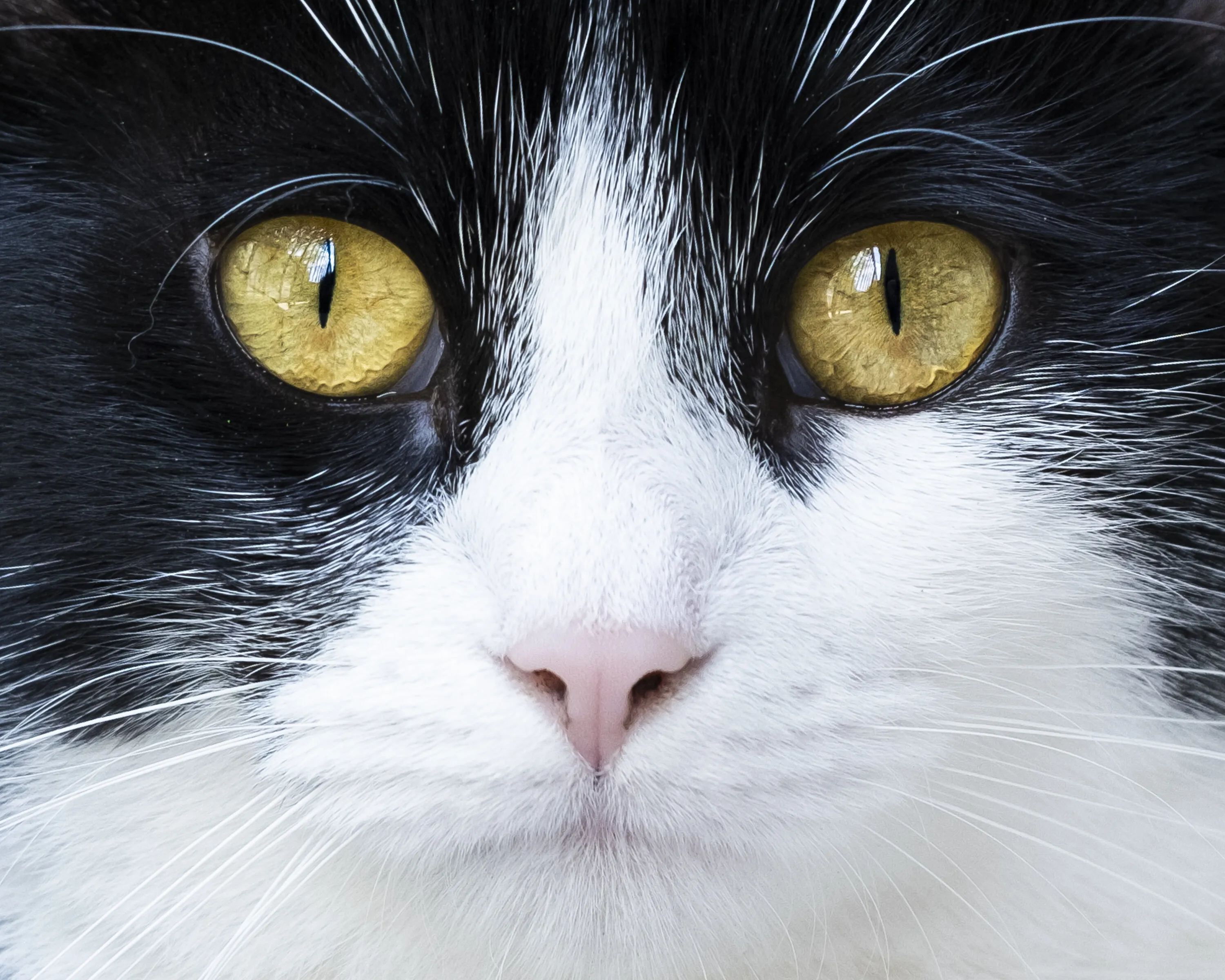 Tuxedo Cat Staring at the Camera