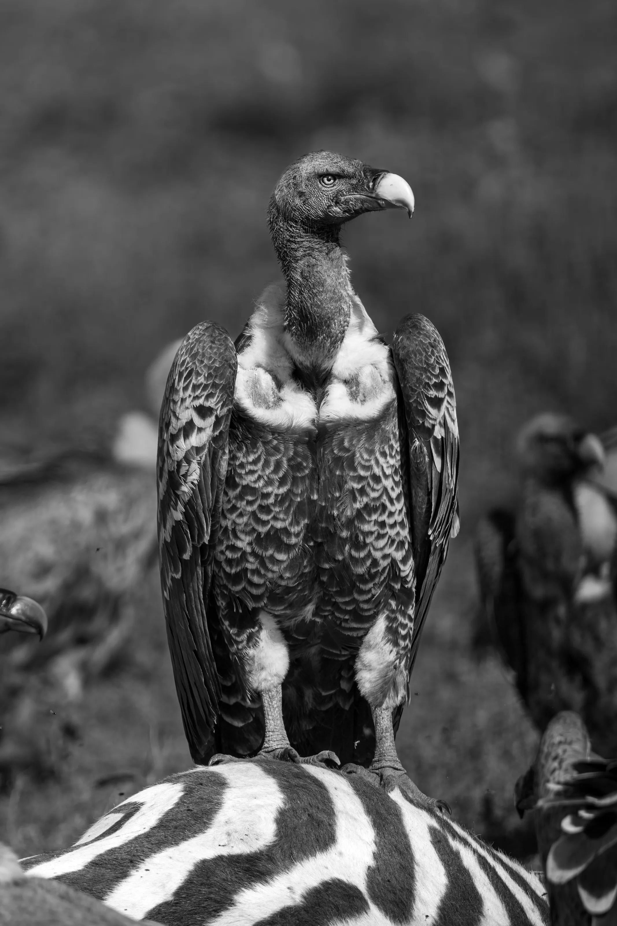 a vulture standing on a dead zebra body