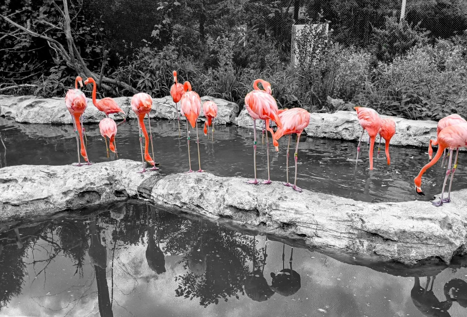 Flamingos