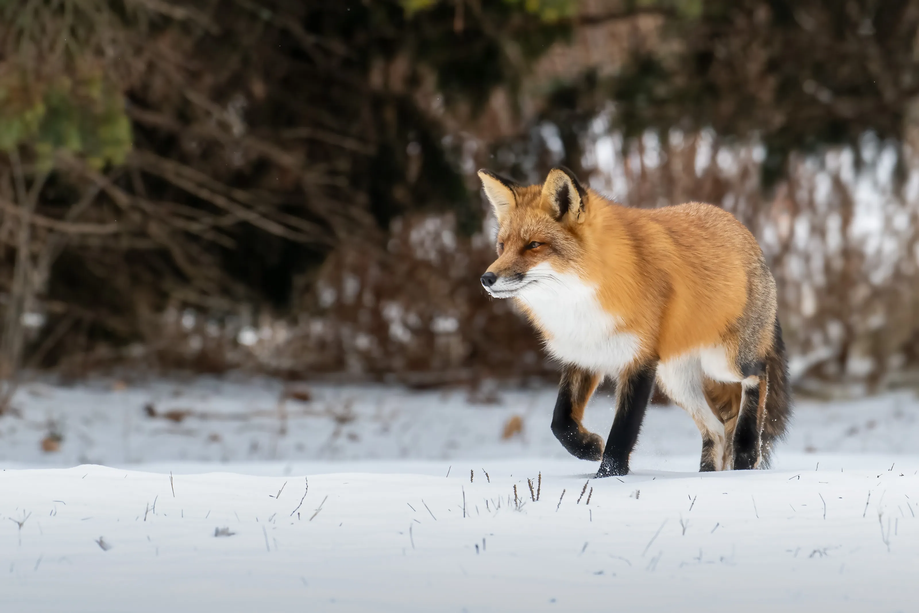 Renard Roux 19