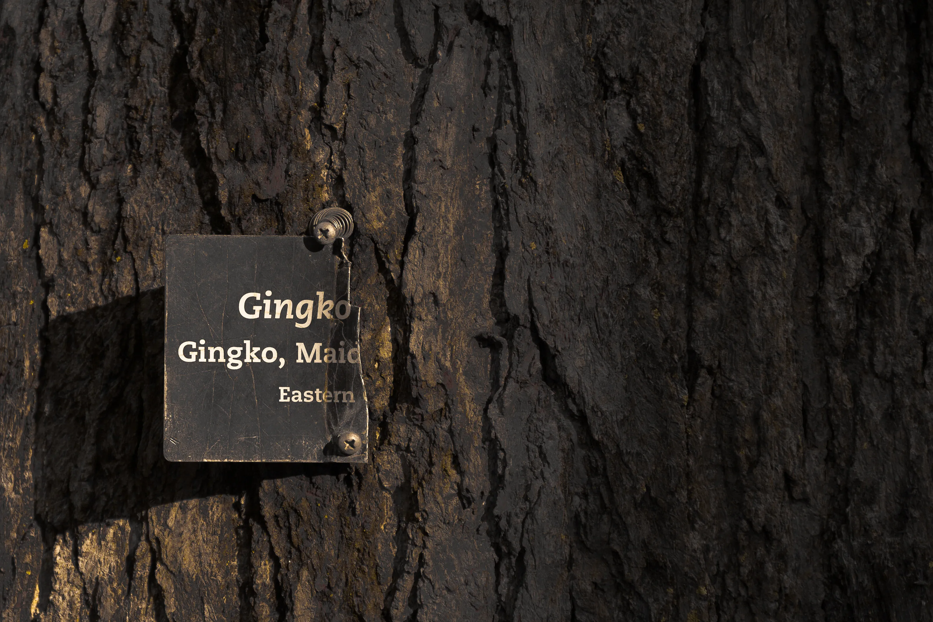Old gingko