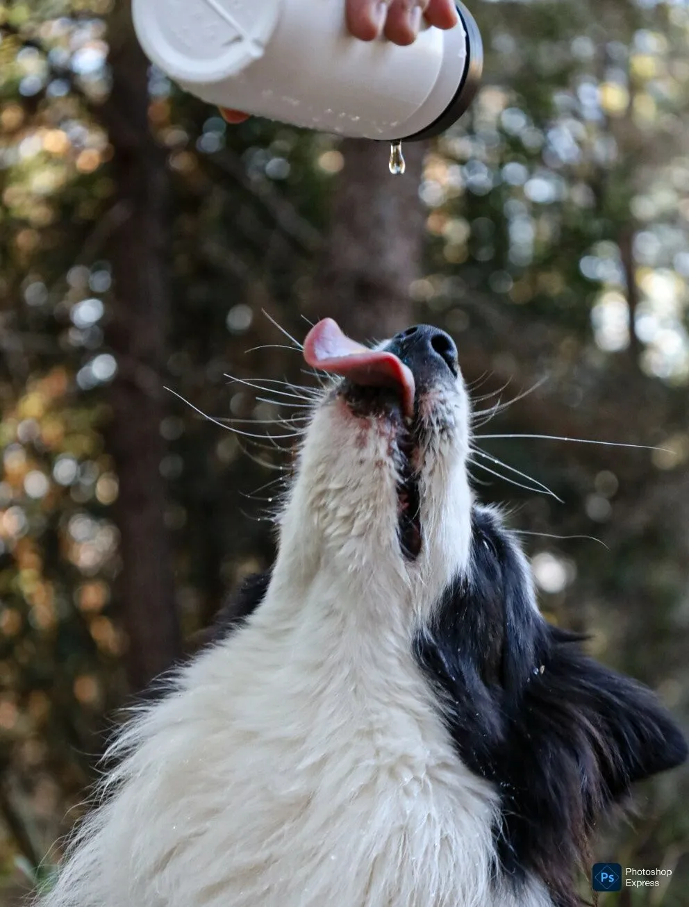 My dog