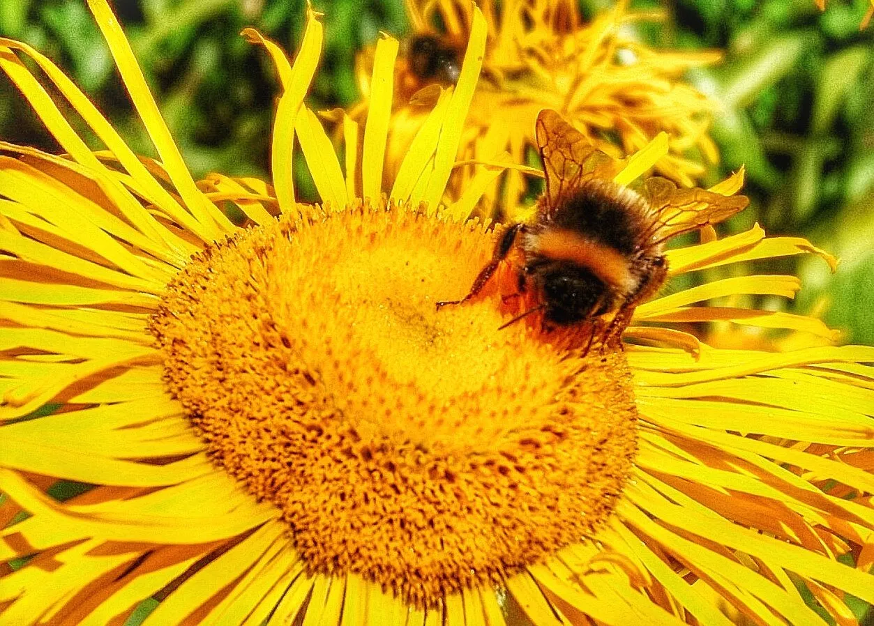 Bee yellow
