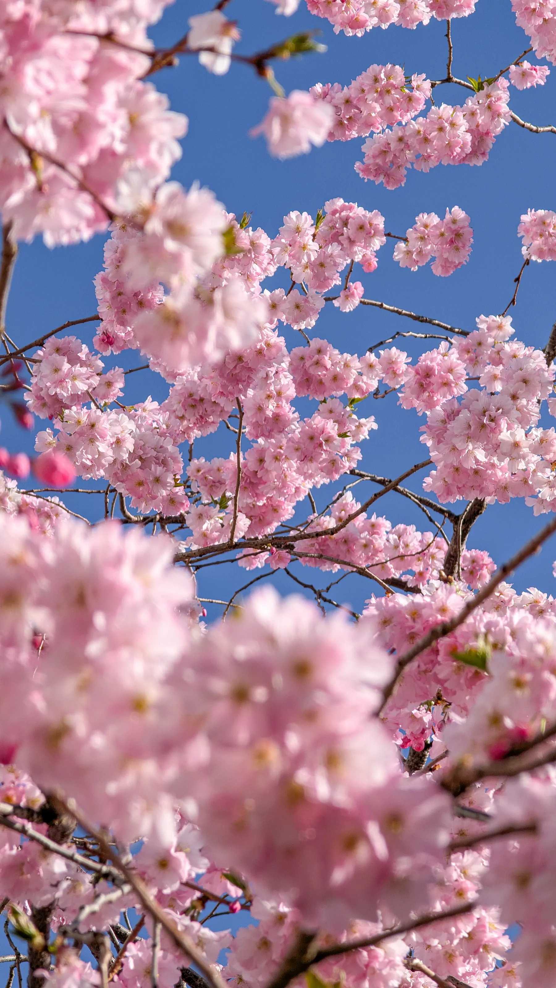 Cherry blossom tree