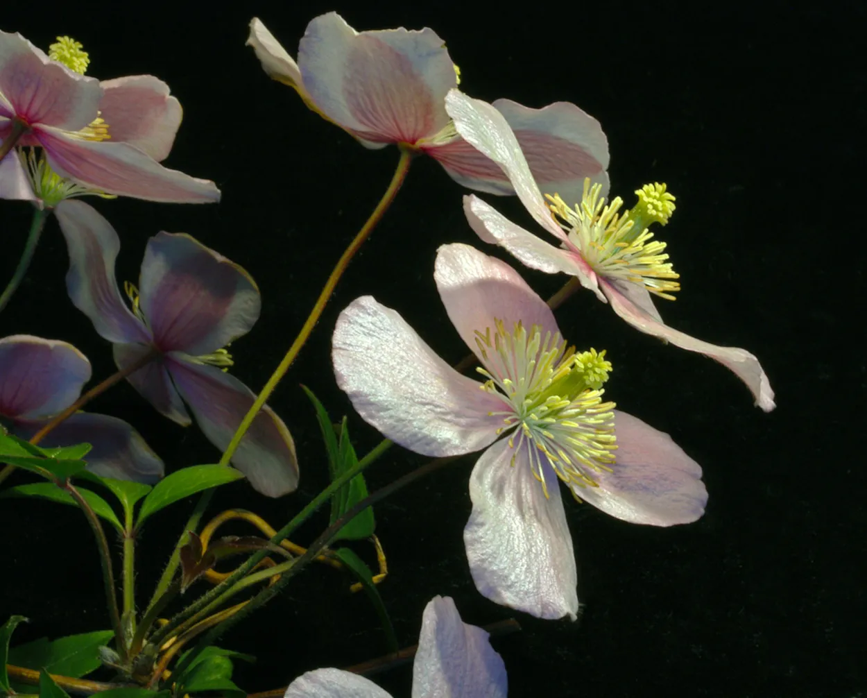 Entry 23802417