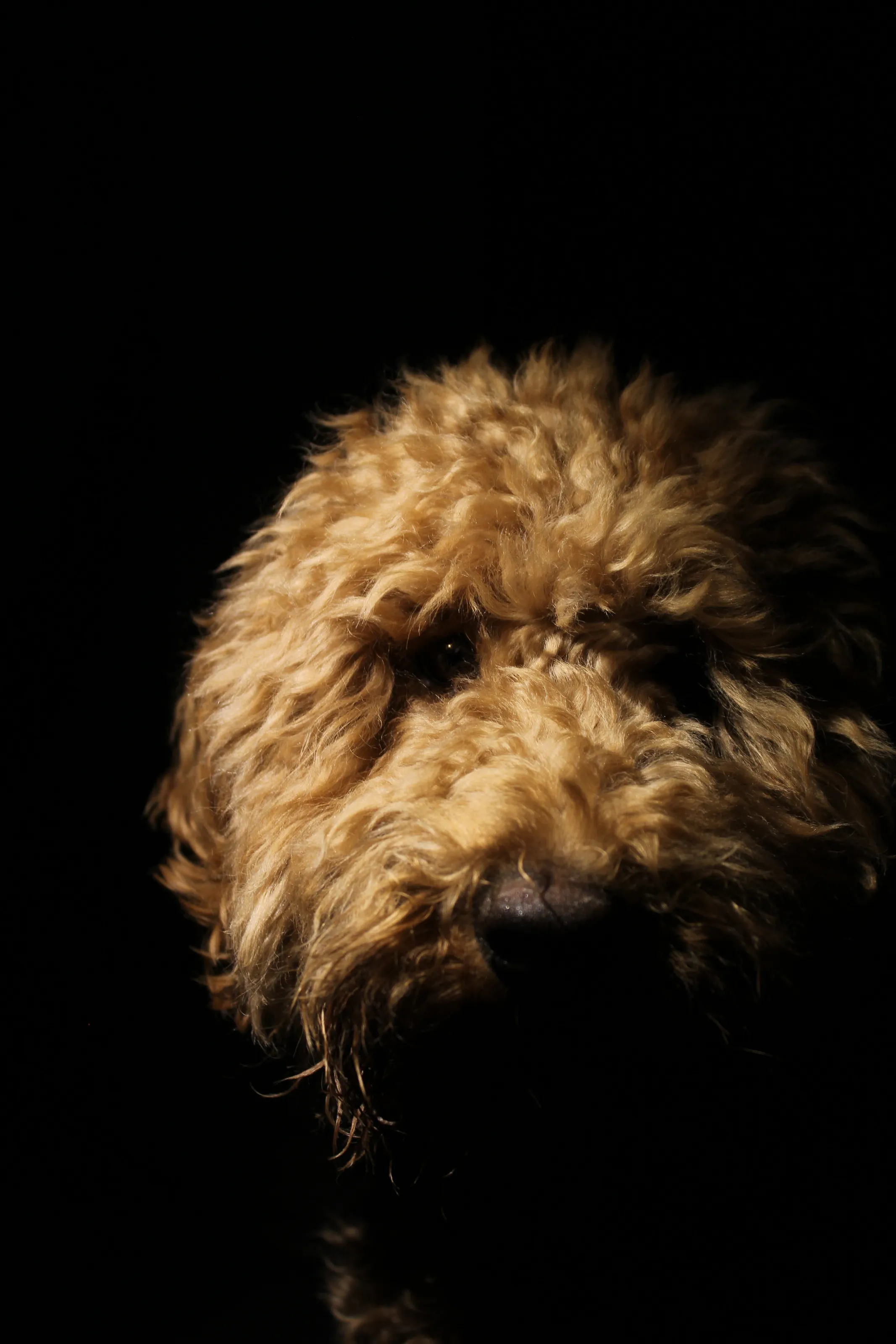 Labradoodle