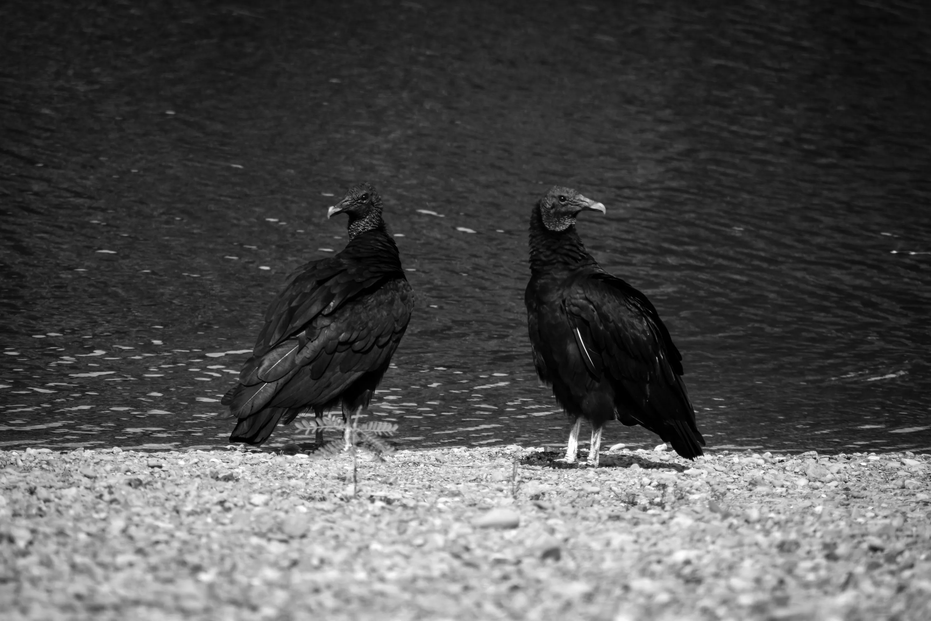 Vultures