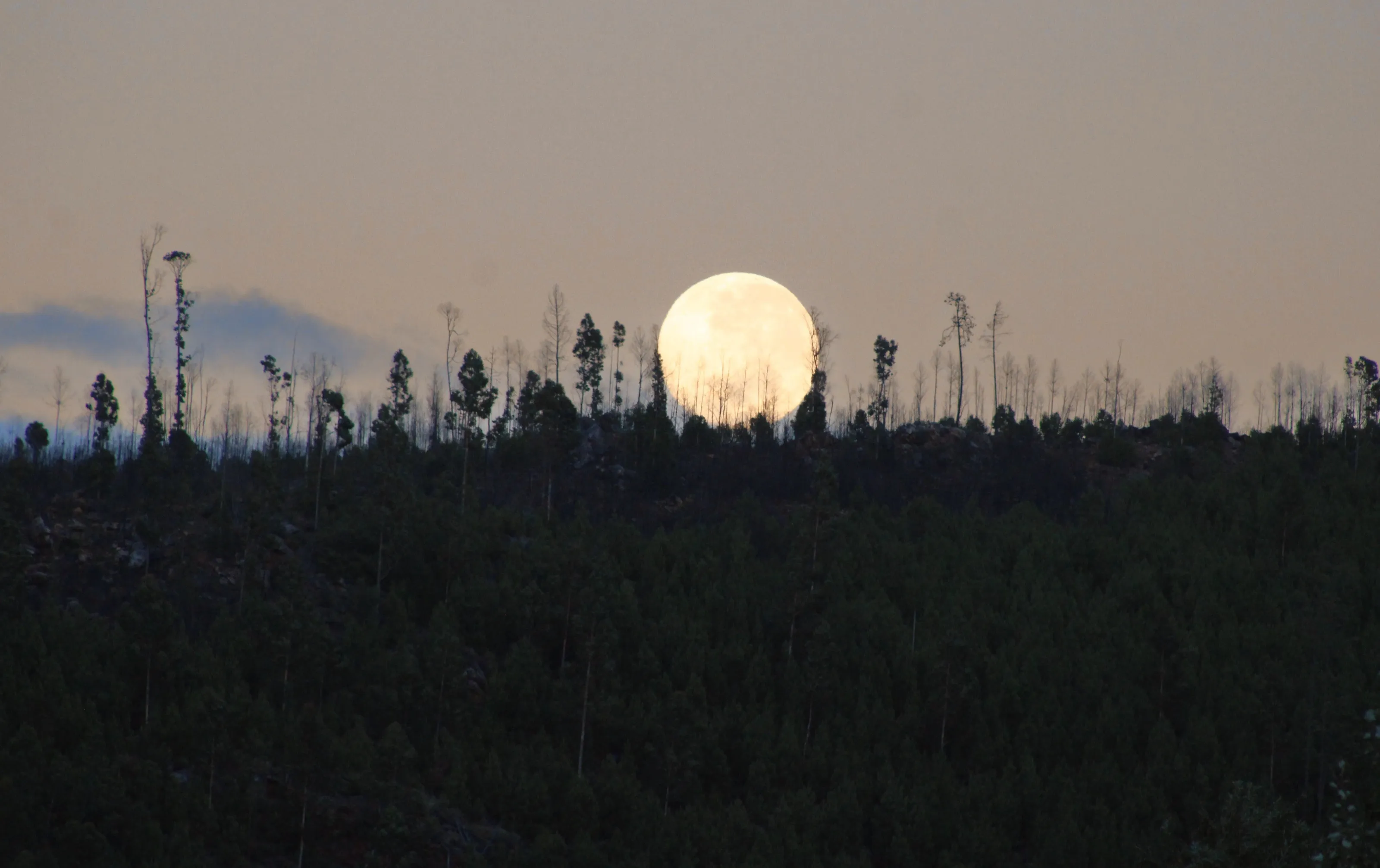 Moon between Trees