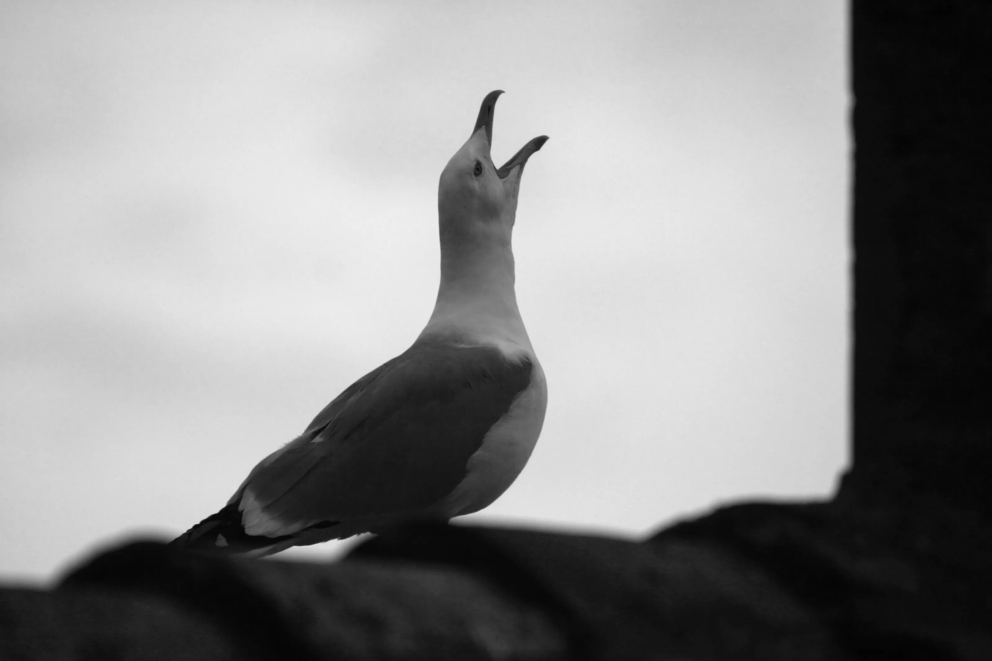 Seagull