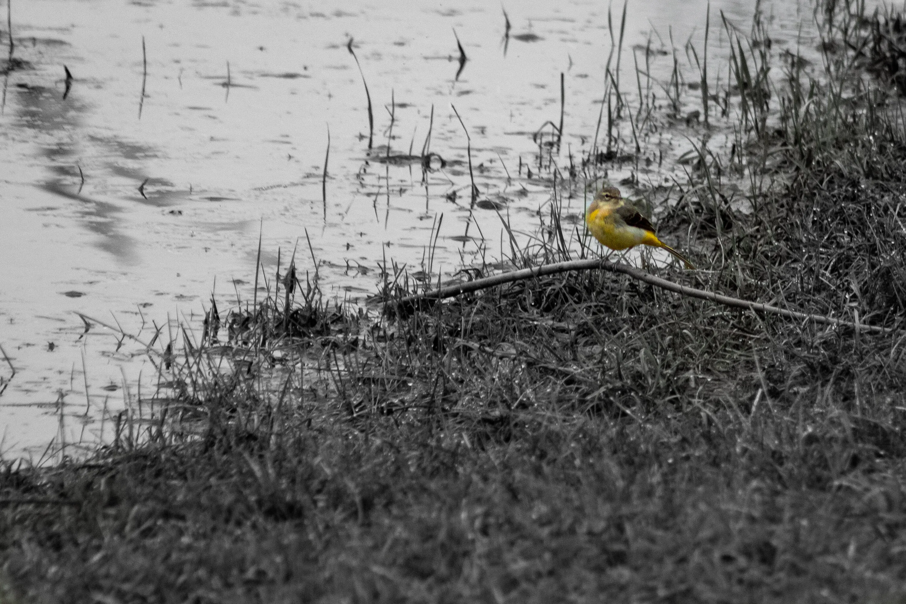 L'oiseau en couleur