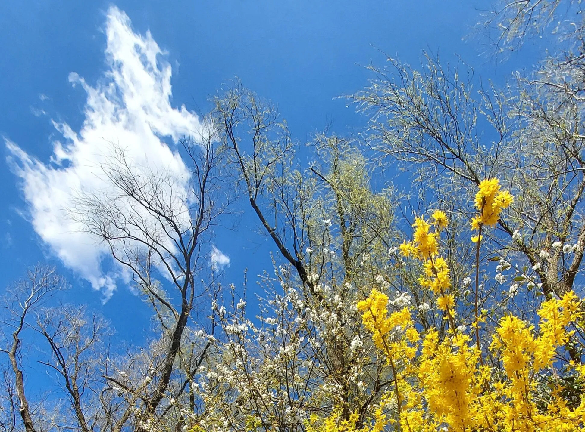 Spring