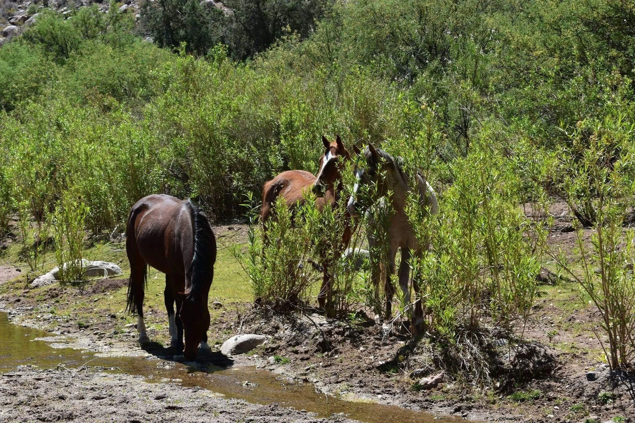 Horses in the Wild