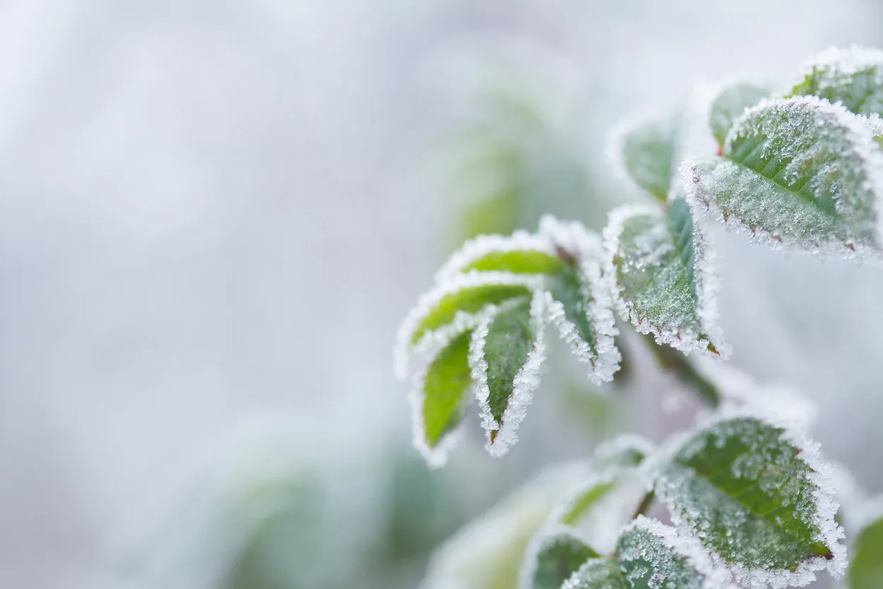Frozen rose