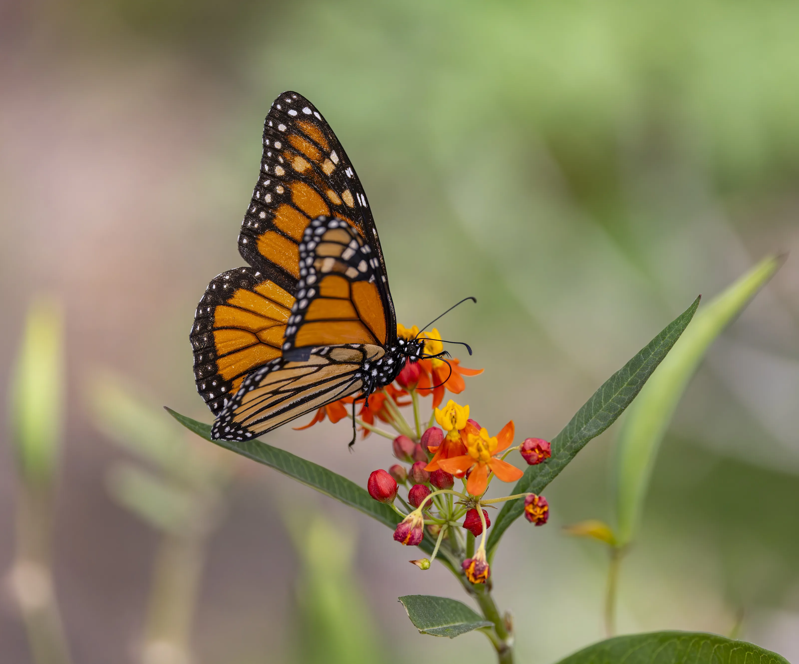 Flowers with Butterflies