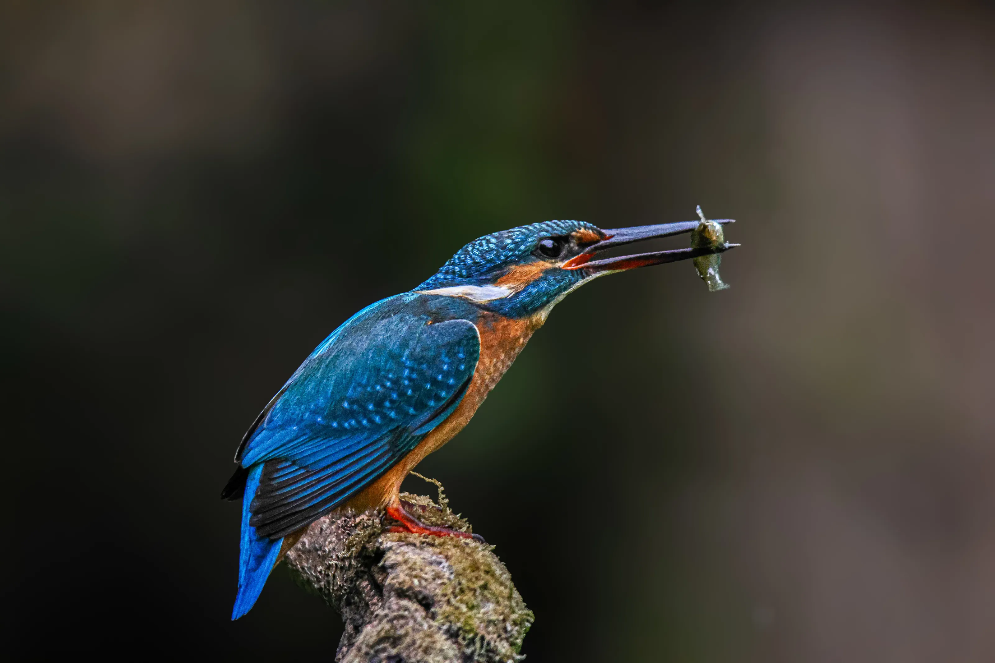 Kingfisher