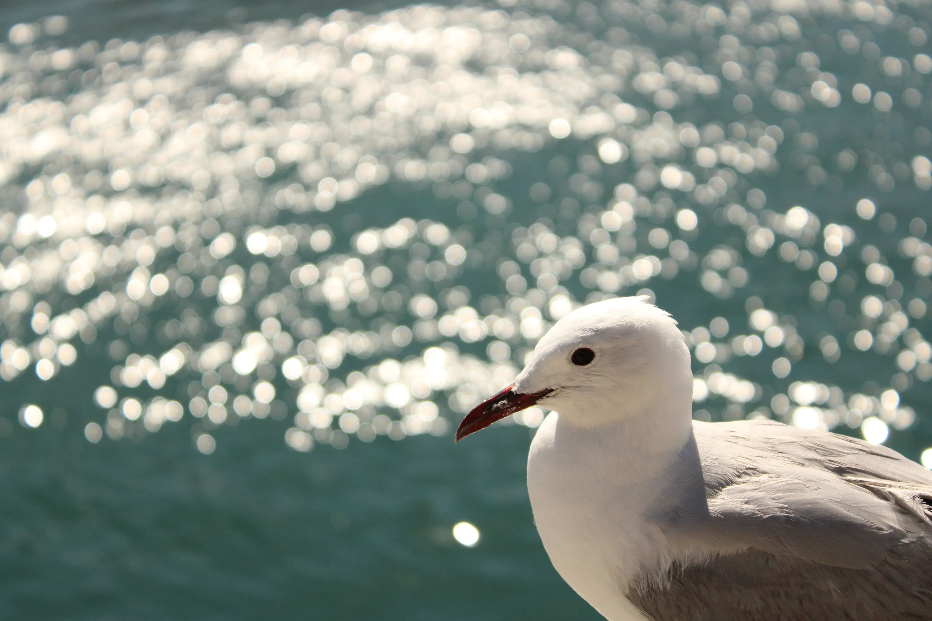 Seagull in Cape Town