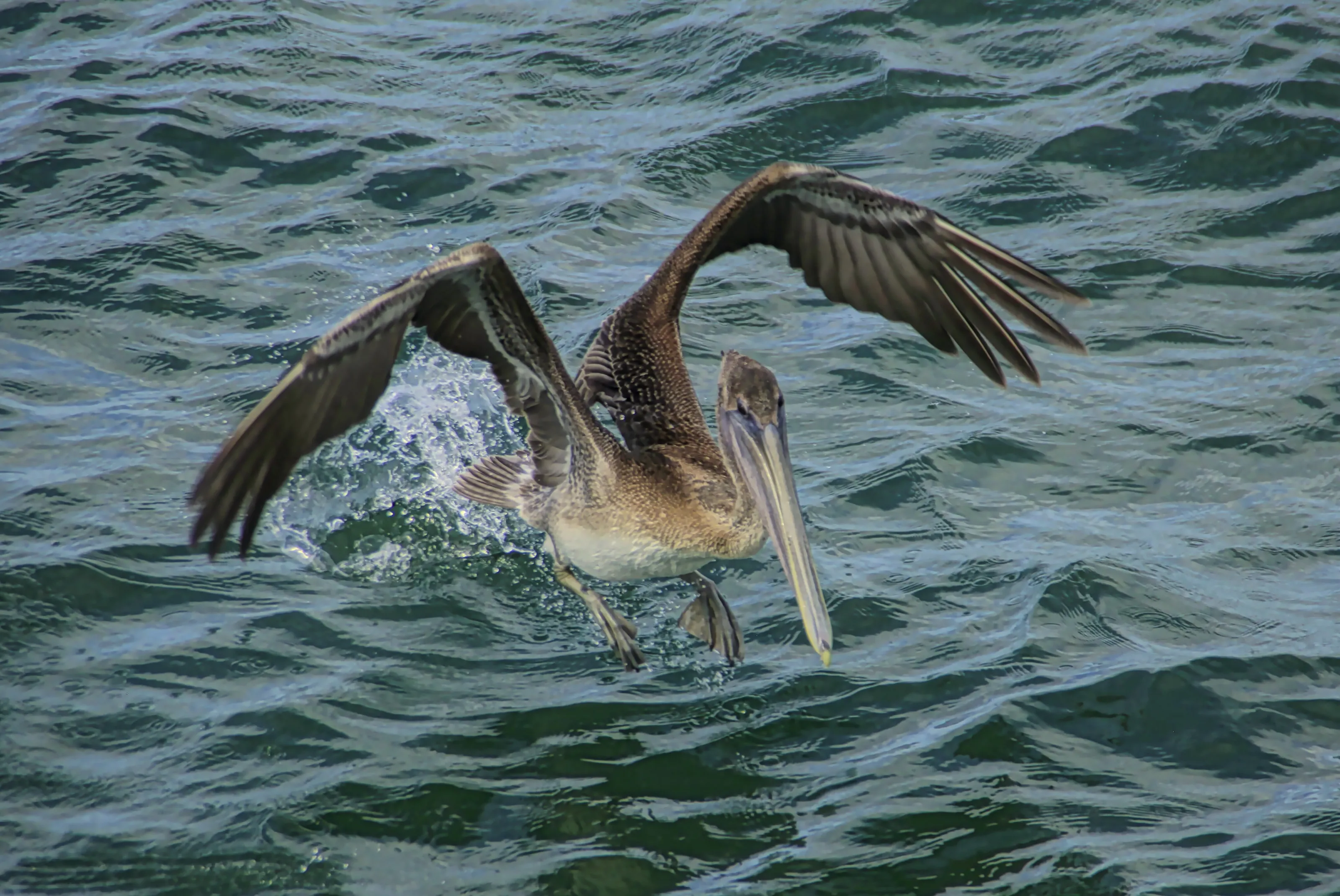 Pelican in flight