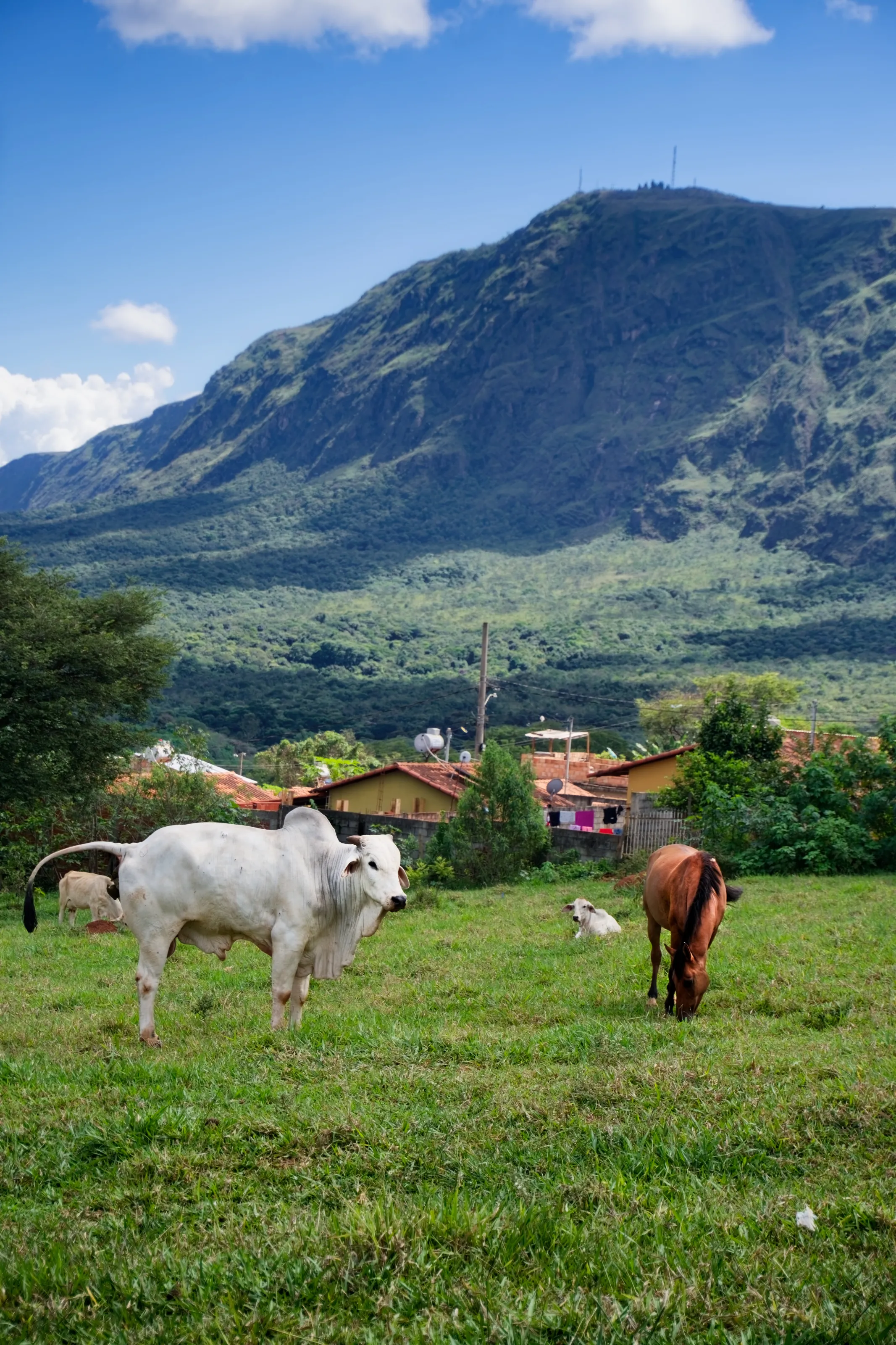 Cattle Grazing Below Serra de Ouro Branco, Brazil