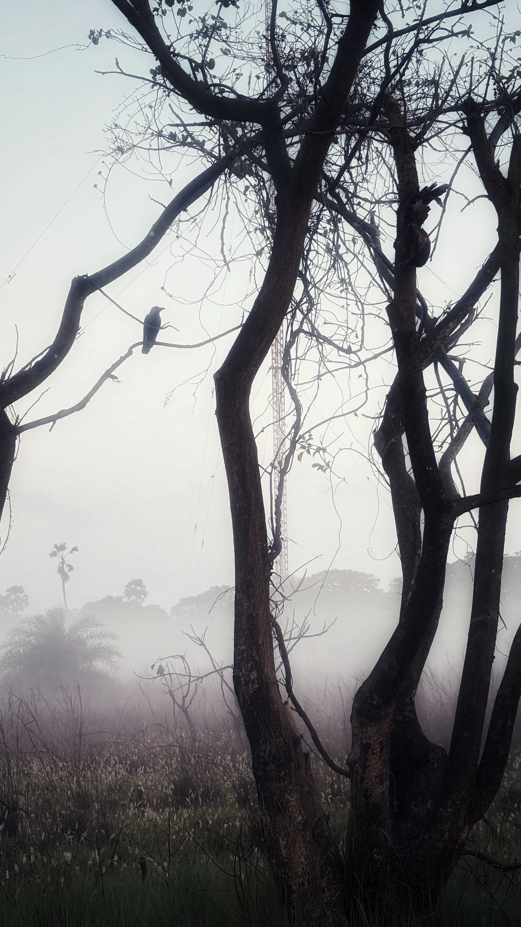 Misty Vibes