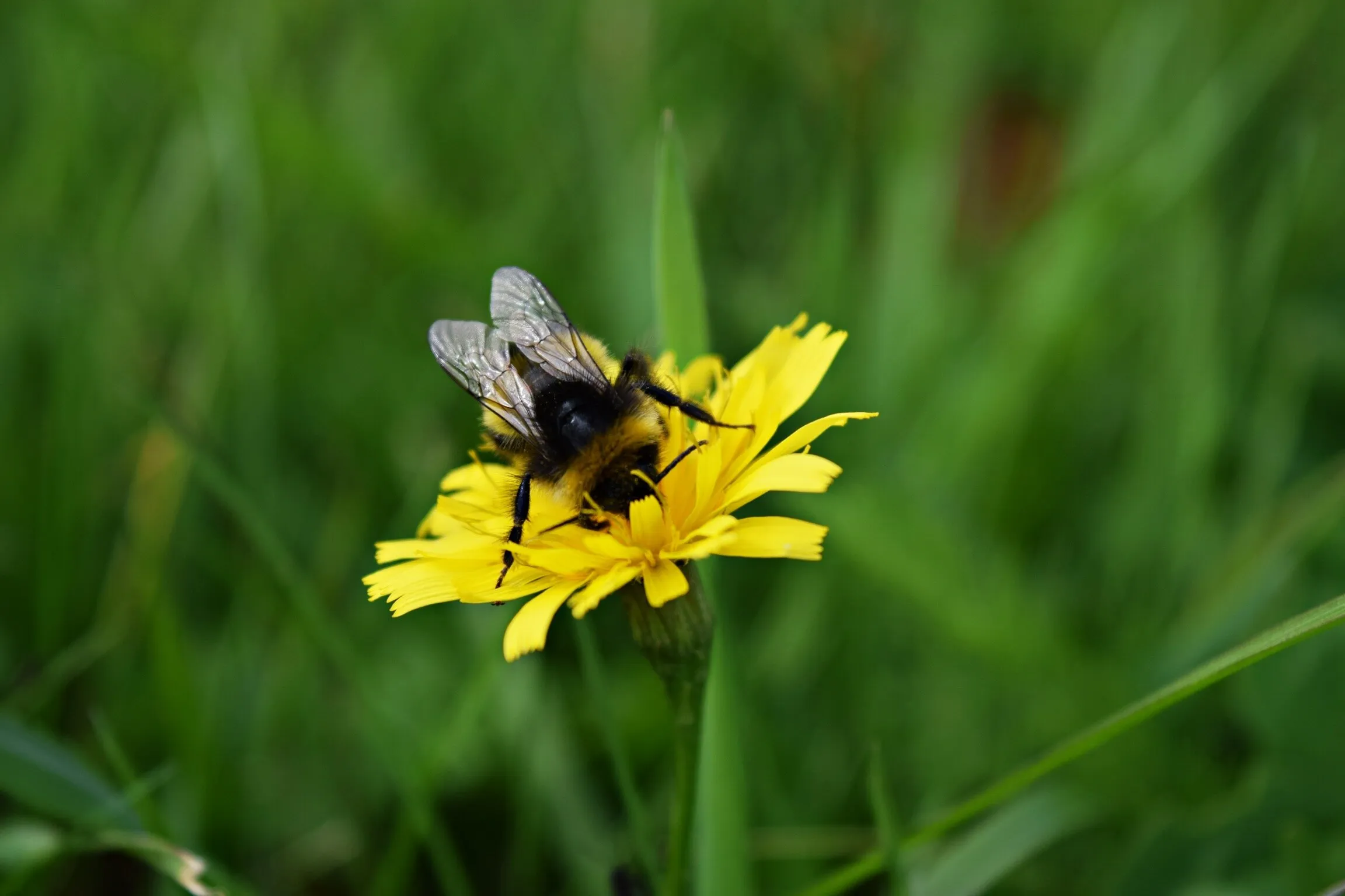 Bee and flower
