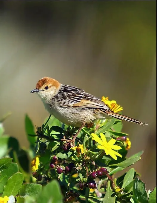 Grassbird