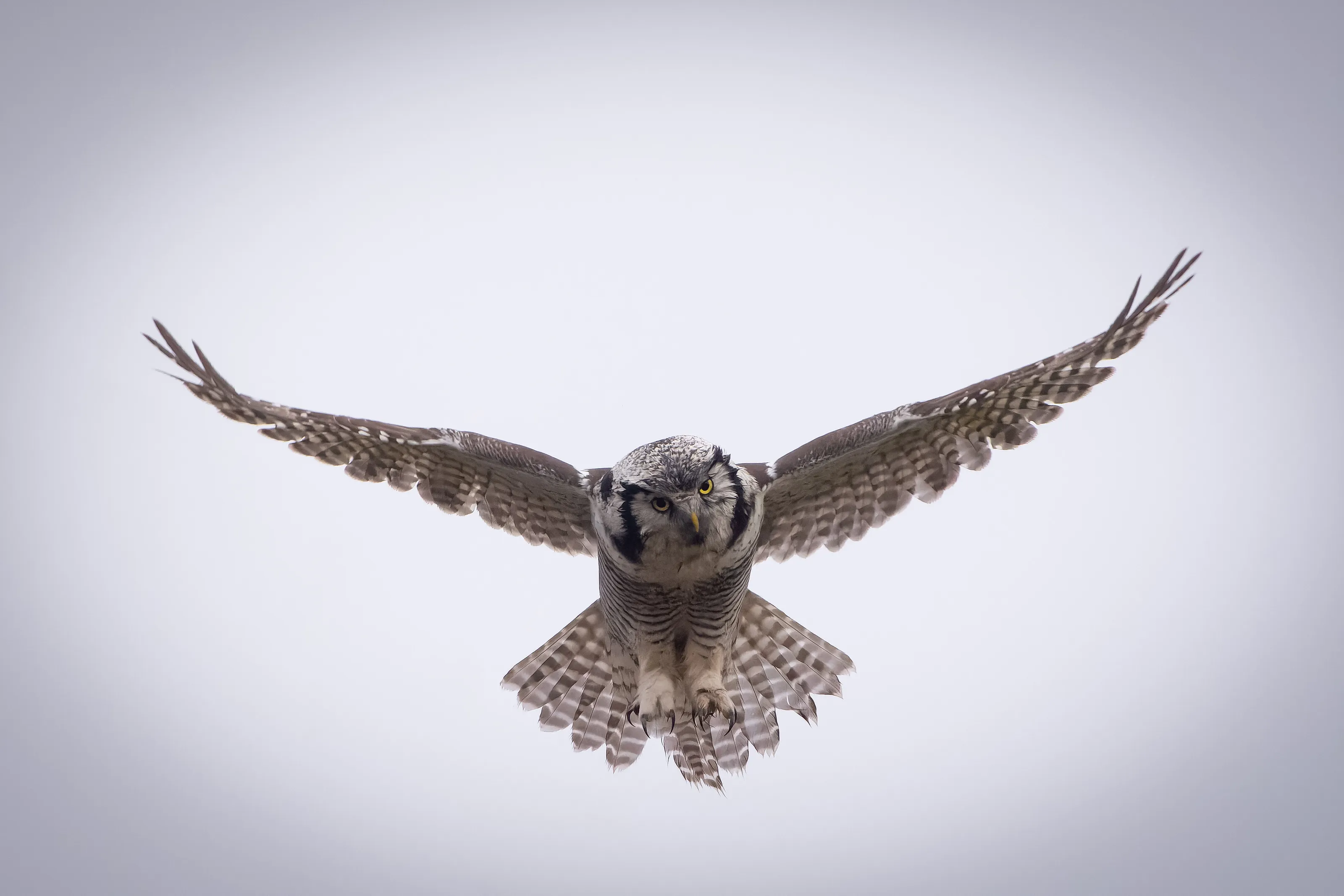 Owls in the Wild