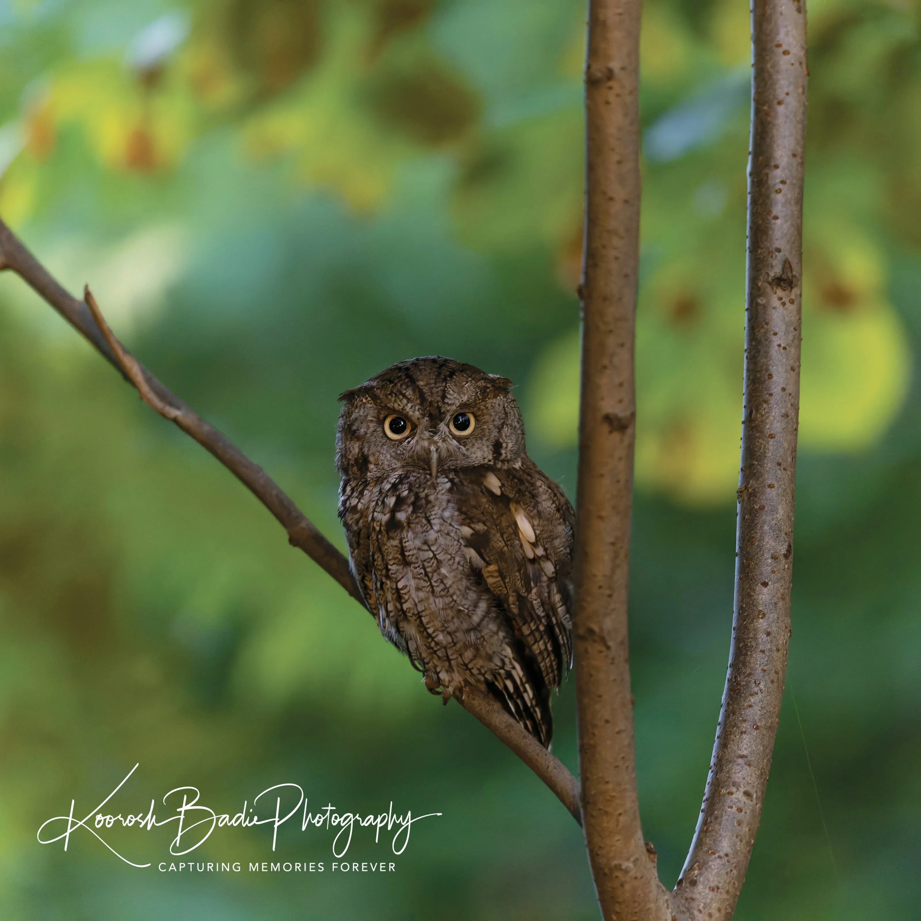Screech owl