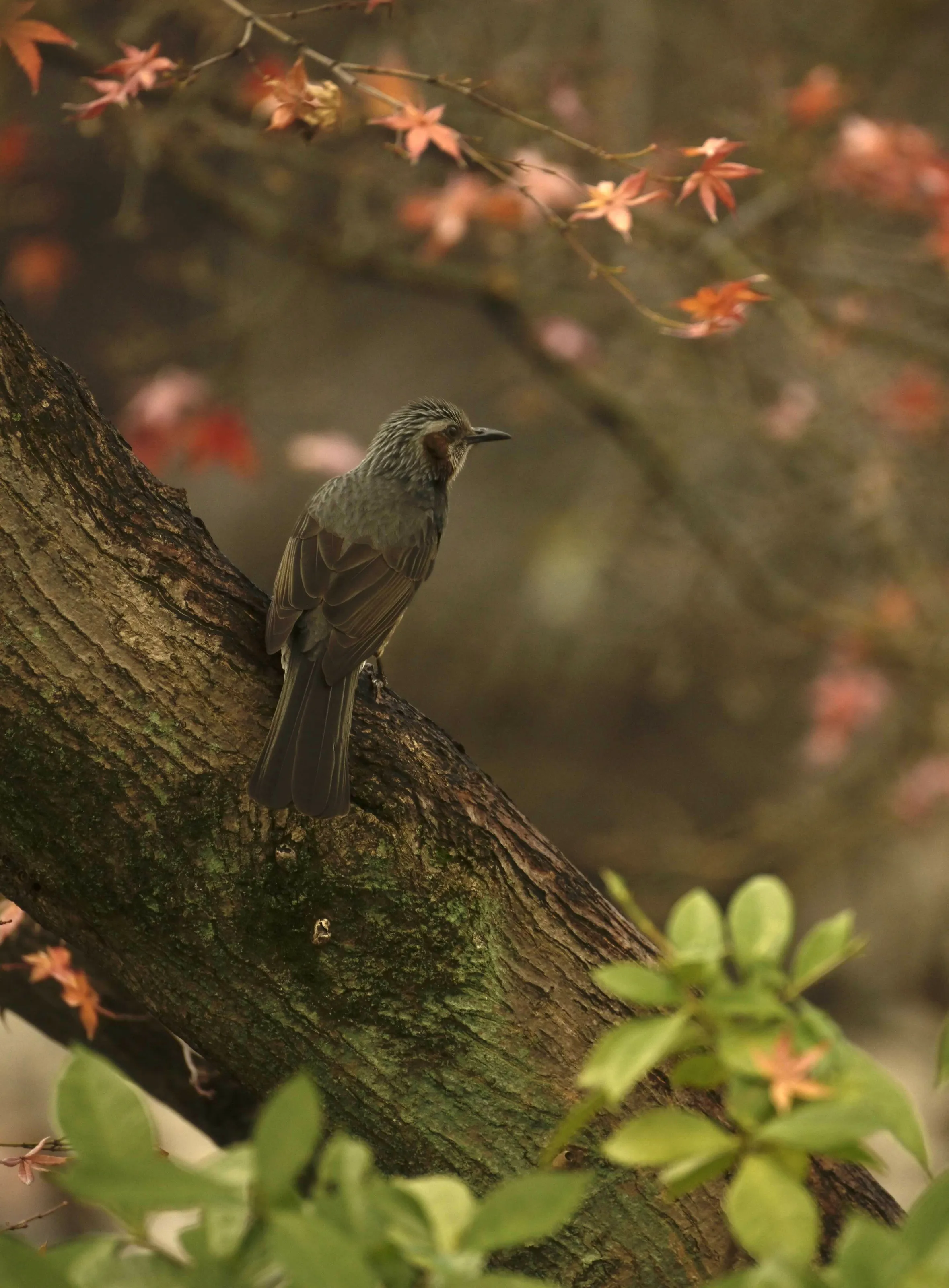 Brown-eared Bulbul