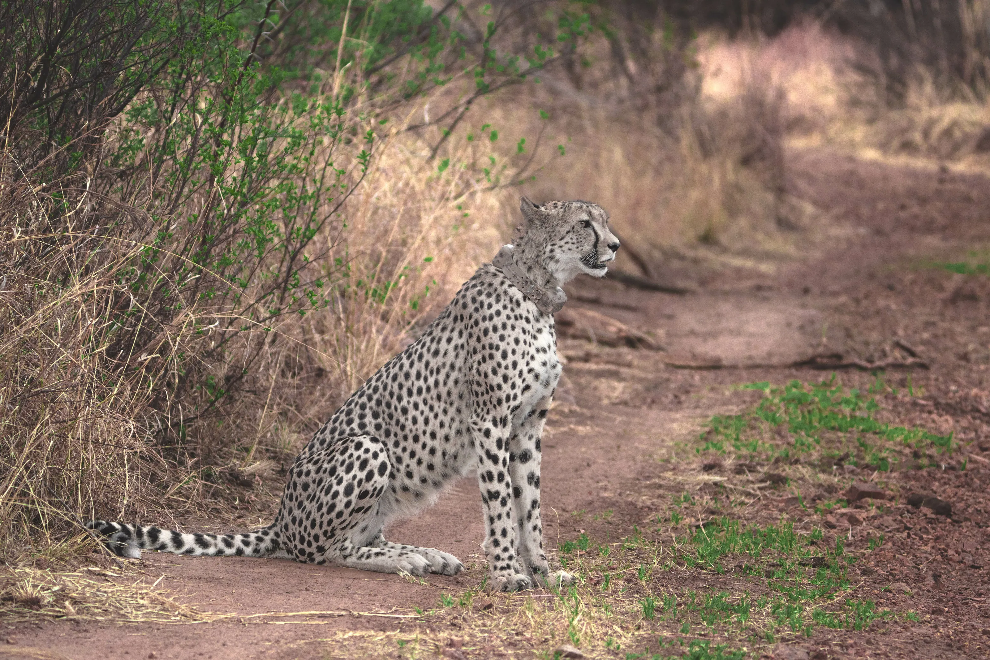 Cheetah at Waterberg