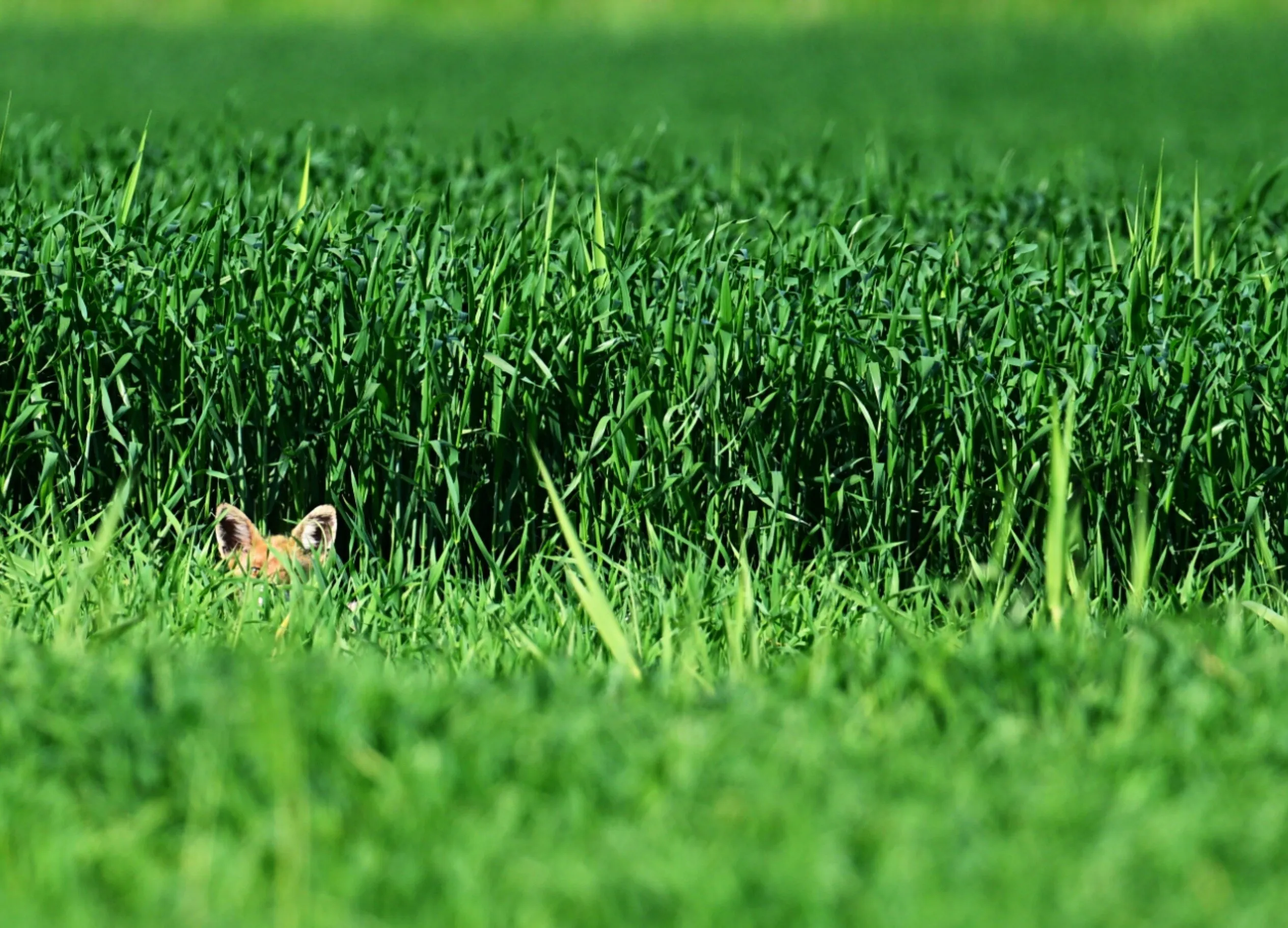Young fox in a green wheat field