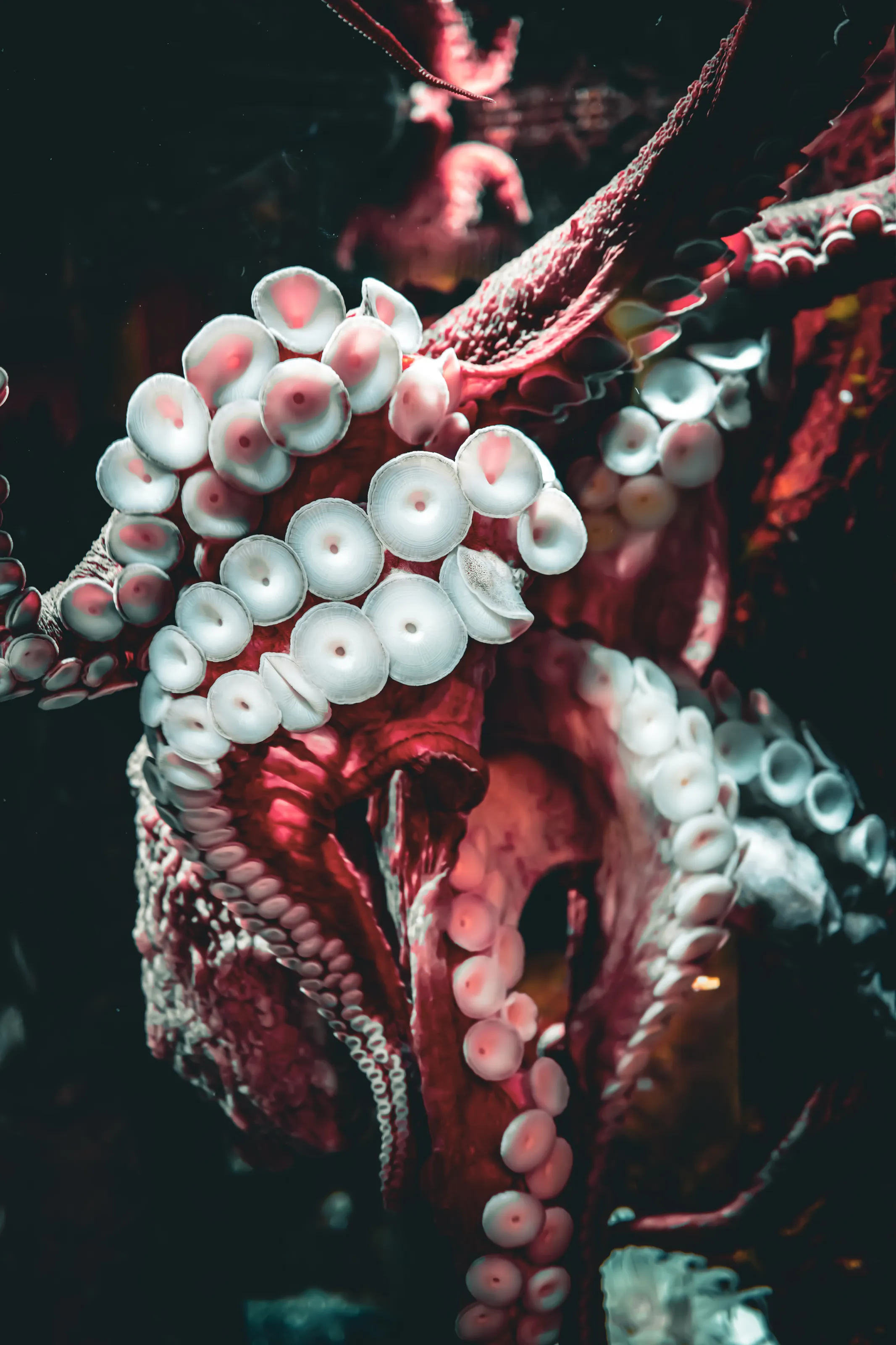 Octo