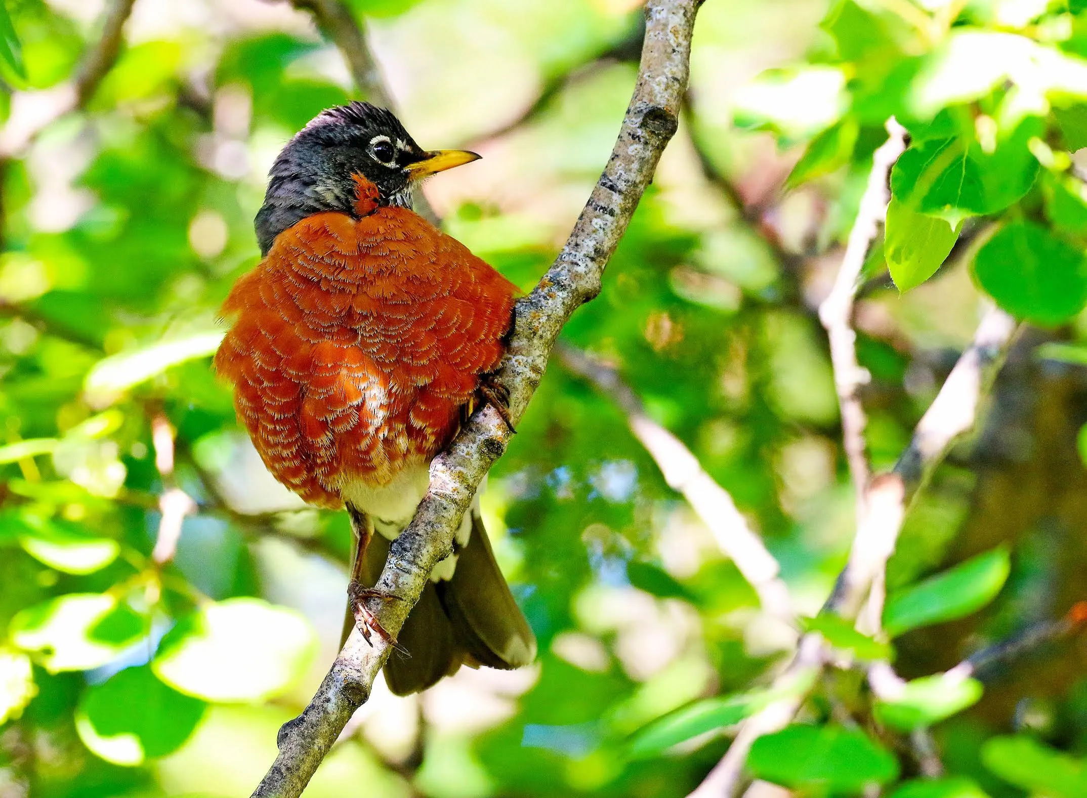 Red Robin