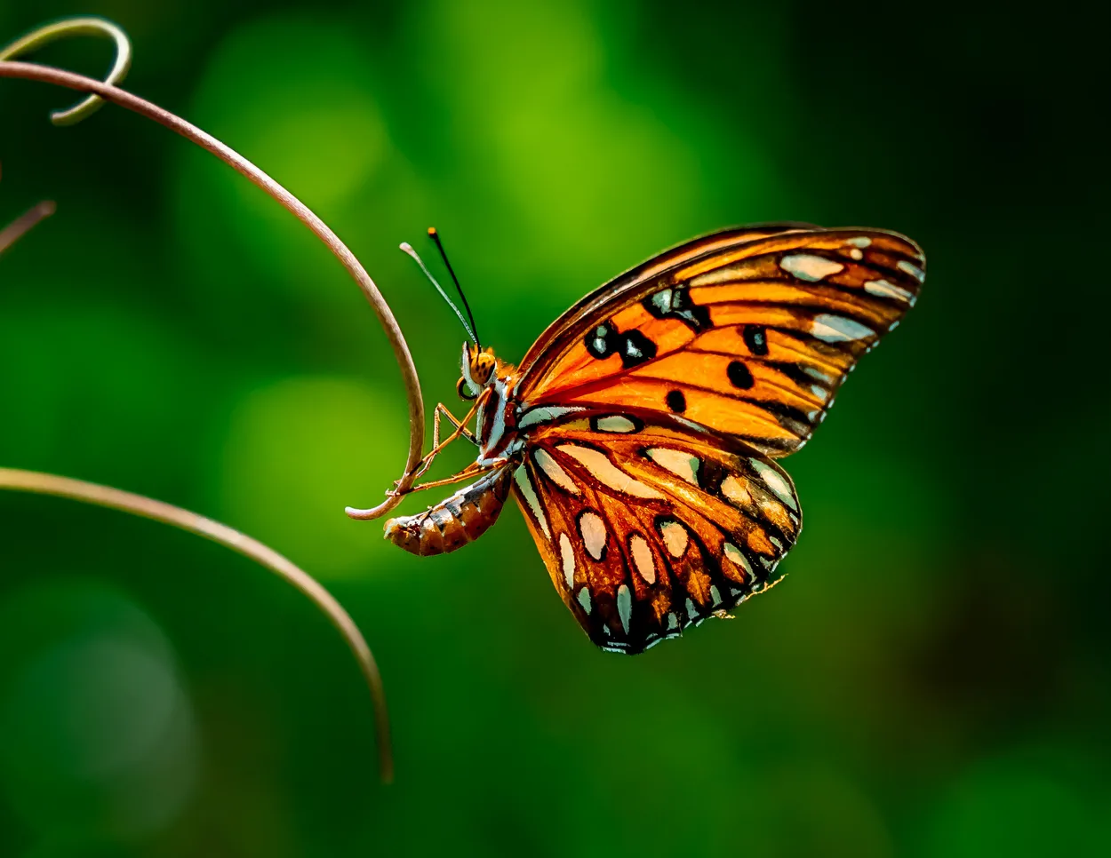 A Single Butterfly - insects photo contest | Photocrowd photo ...