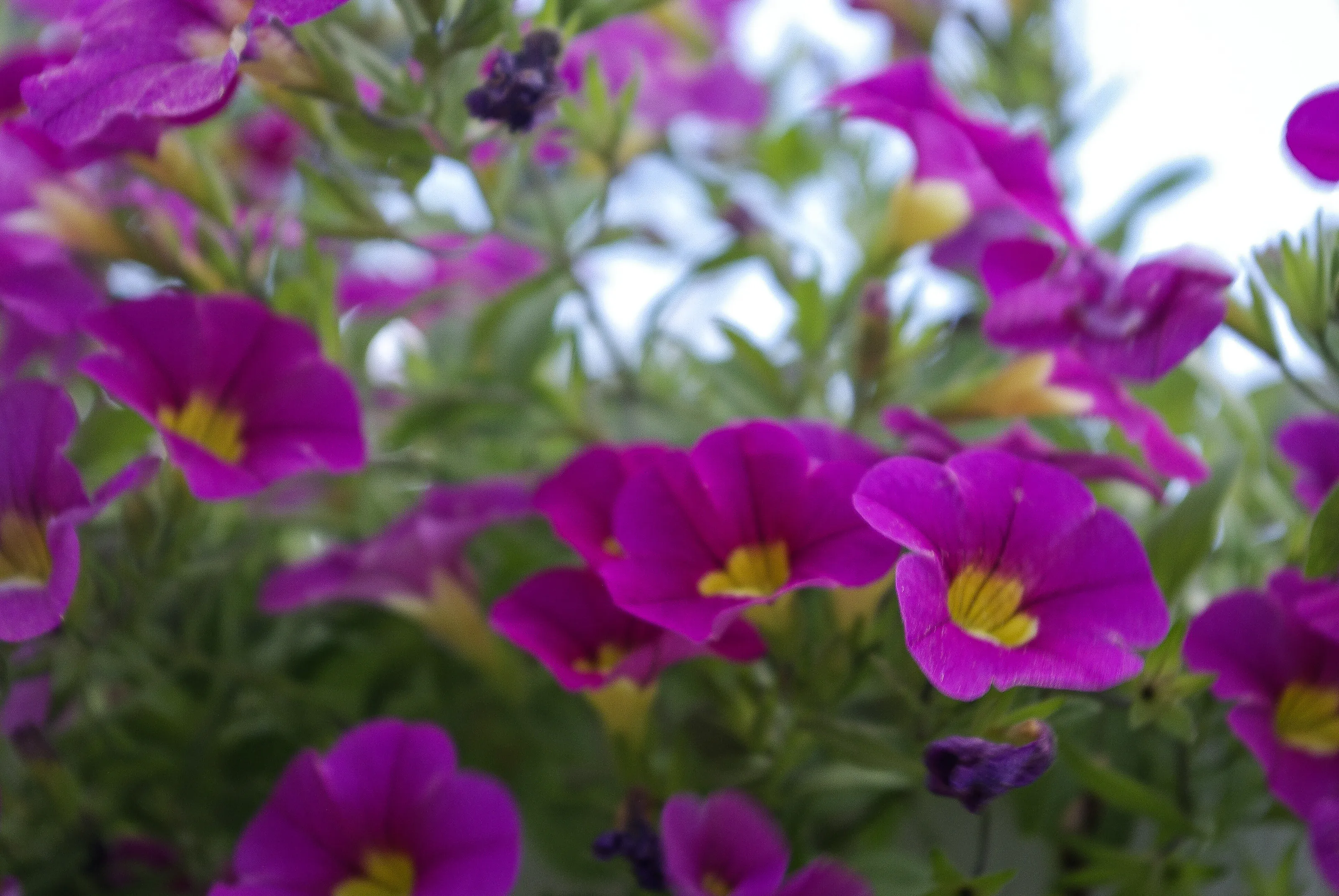 Calibrachoa hybrids