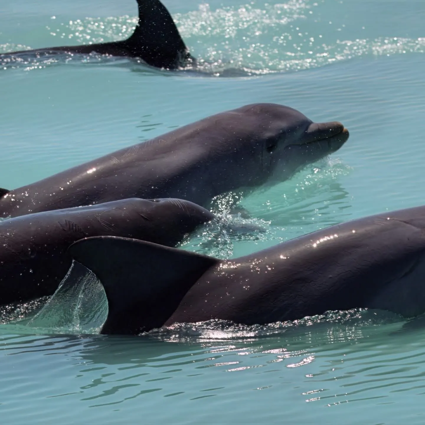 Dolphin pod