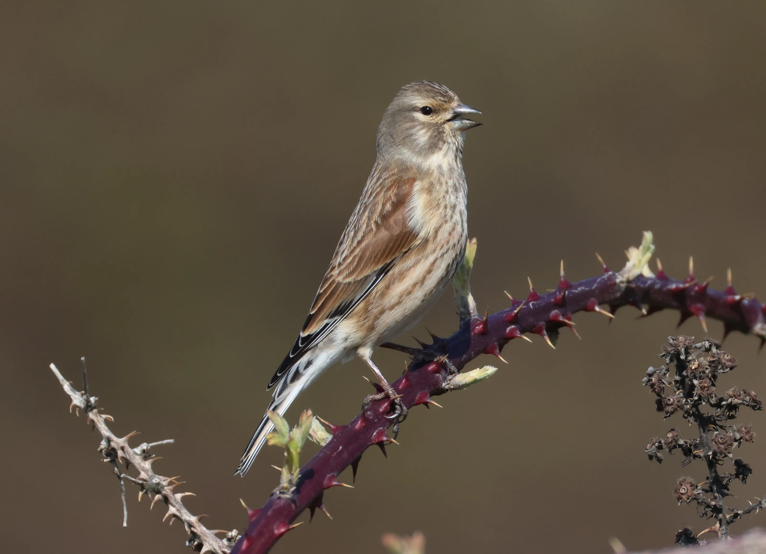 Tread carefully.  Linnet.