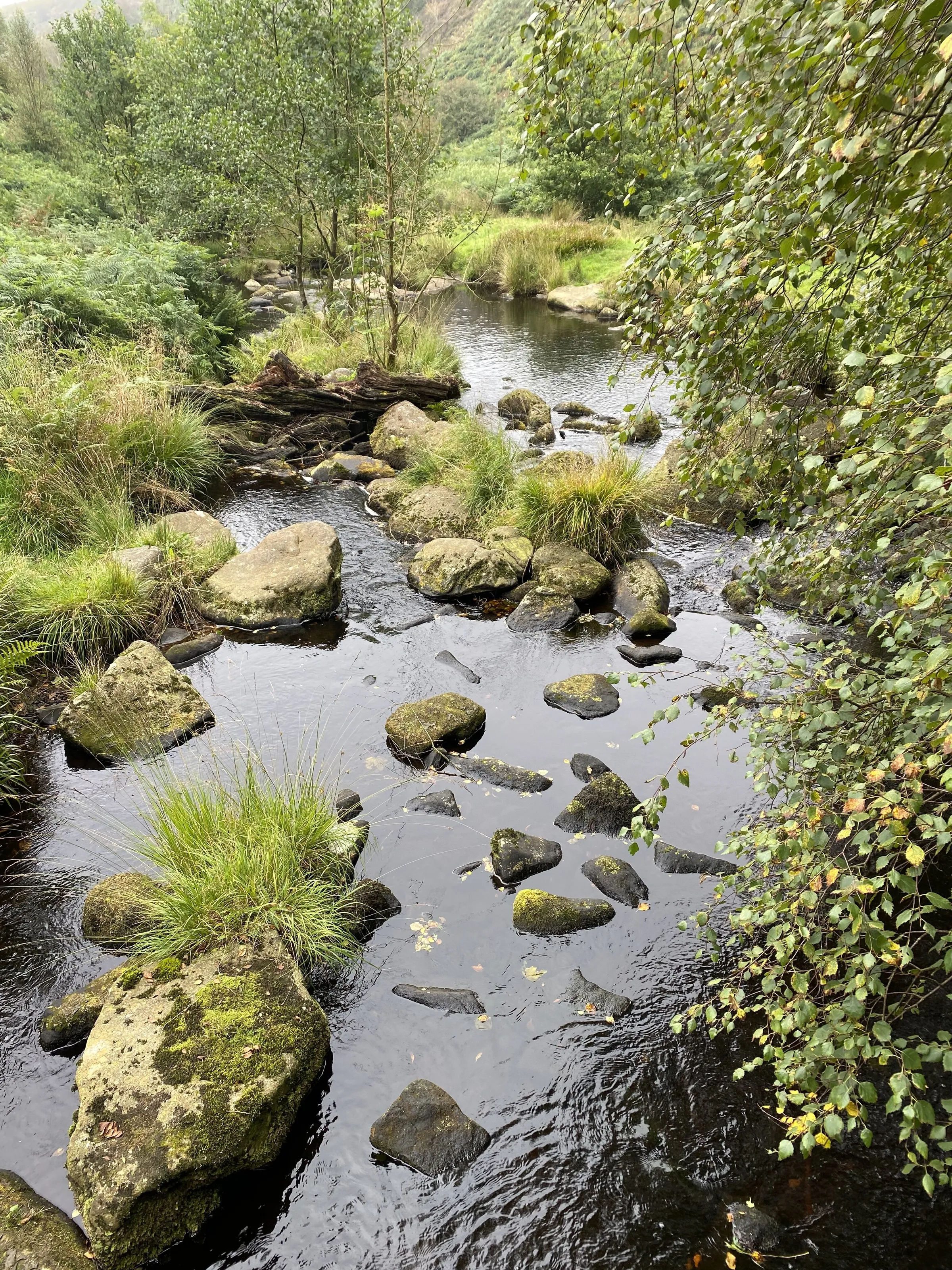 Tranquil nature