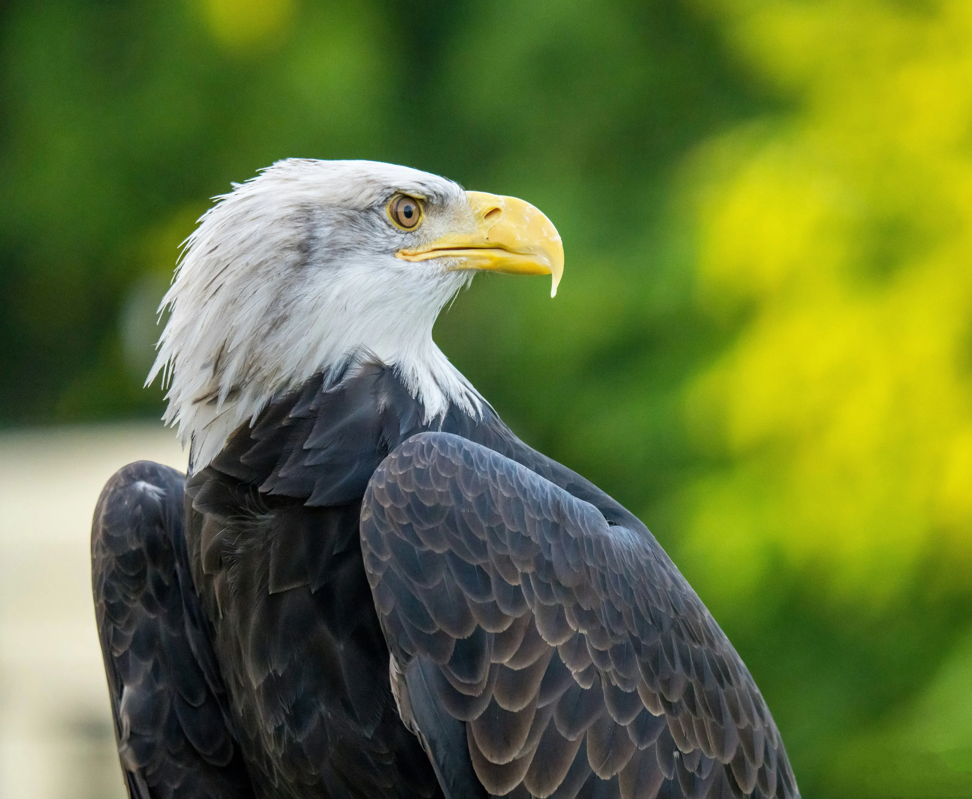 Bald Eagle portrait