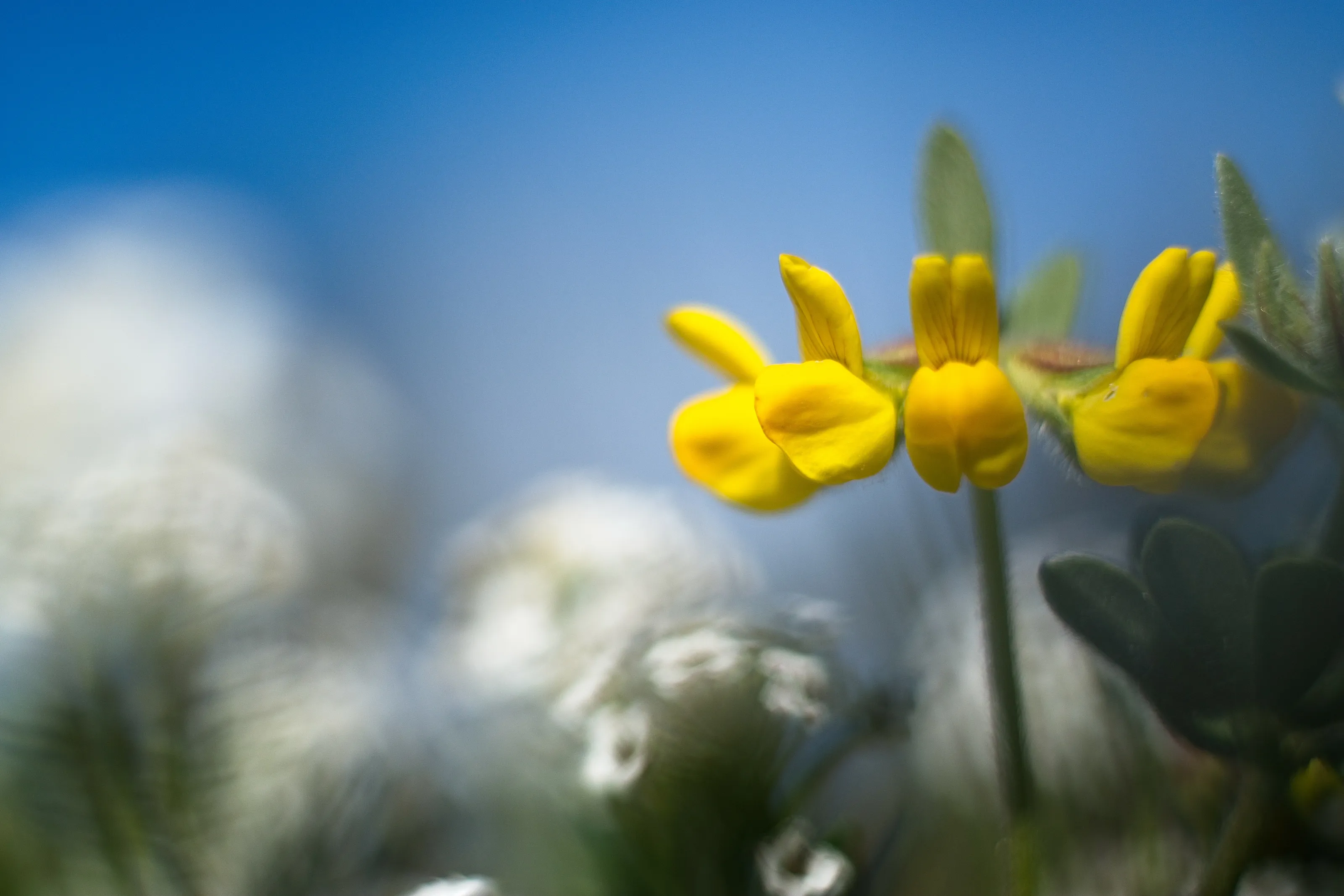 Among flowers #1