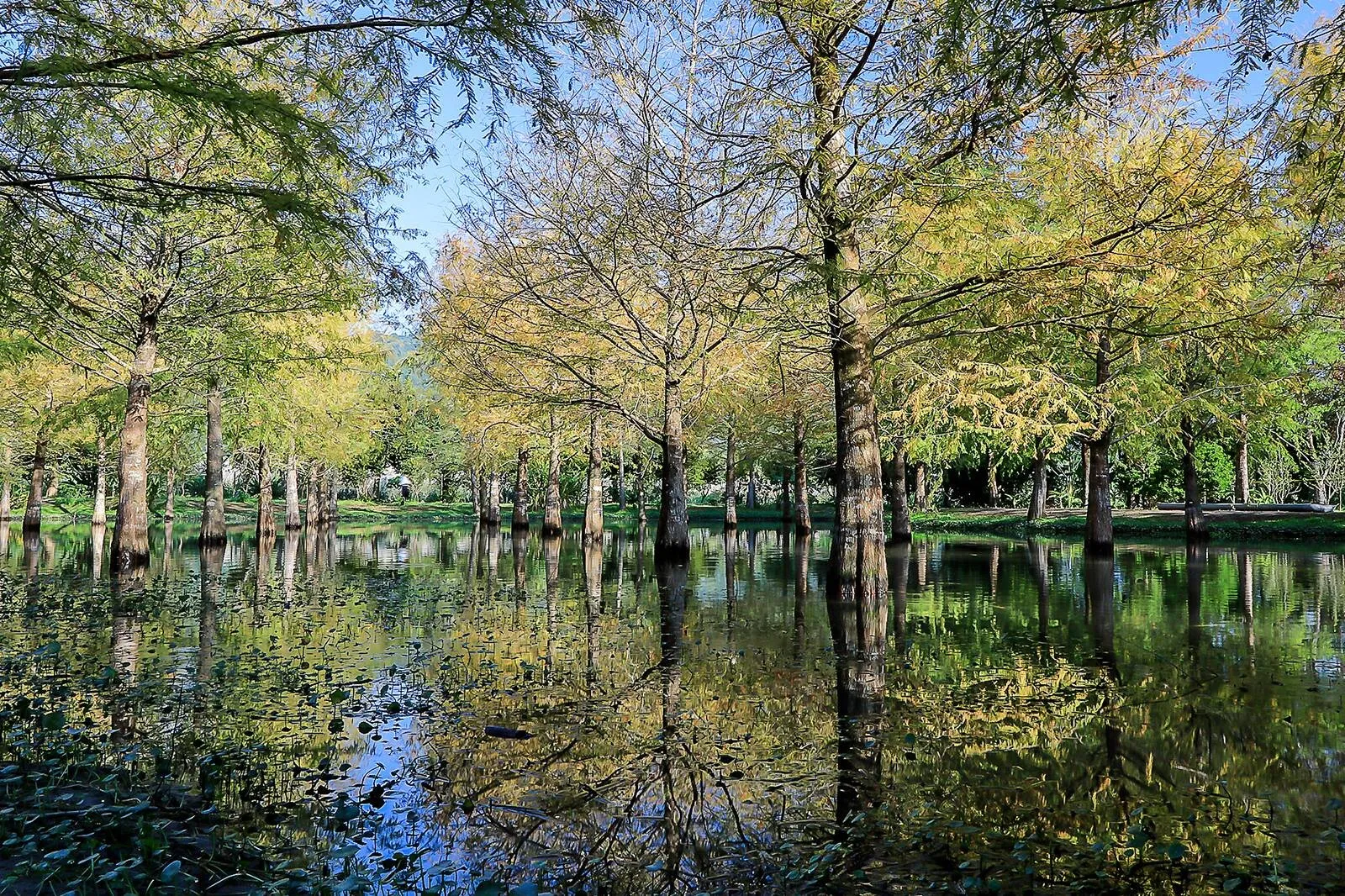 autumn pond